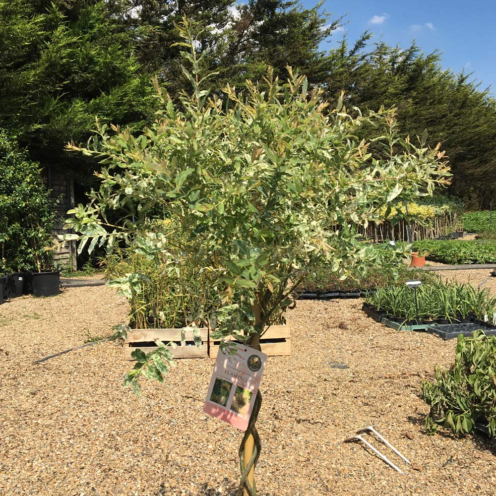 Buy Willow Tree Salix Flamingo Standard in Pots Trees Ideal for a Small