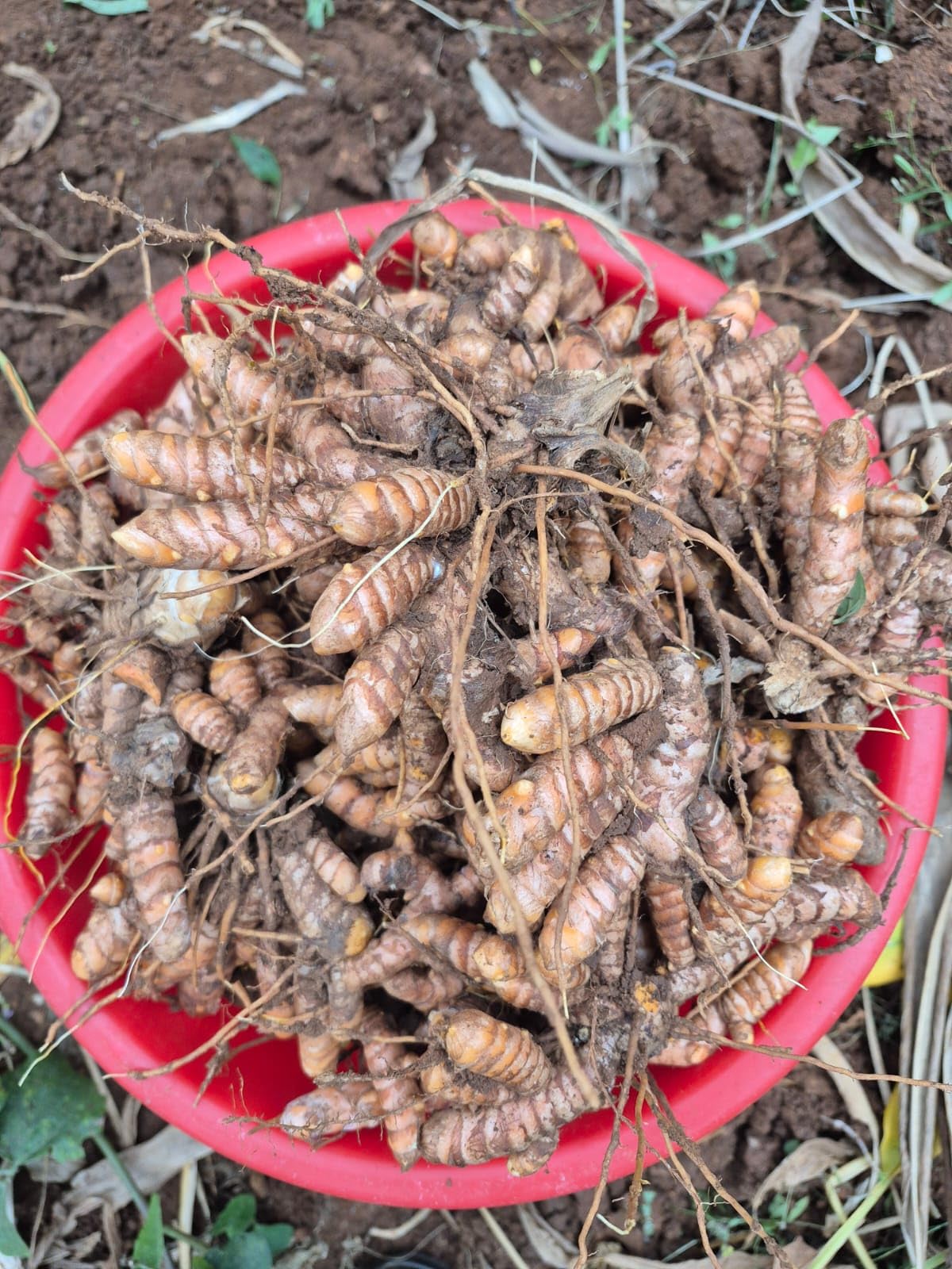 Lakadong Turmeric Fresh Organic Root, Premium Grade with High Curcumin Content 7-12%, Pure Natural Rhizomes for Therapeutic Use-image-25