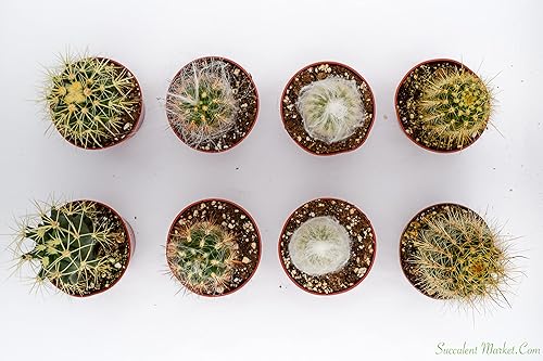Miniatura 3 de Cactus Plants Live - Plantas de cactus grandes surtidas de 4 pulgadas - Plantas de cactus en maceta totalmente enraizadas - Juego de plantas de