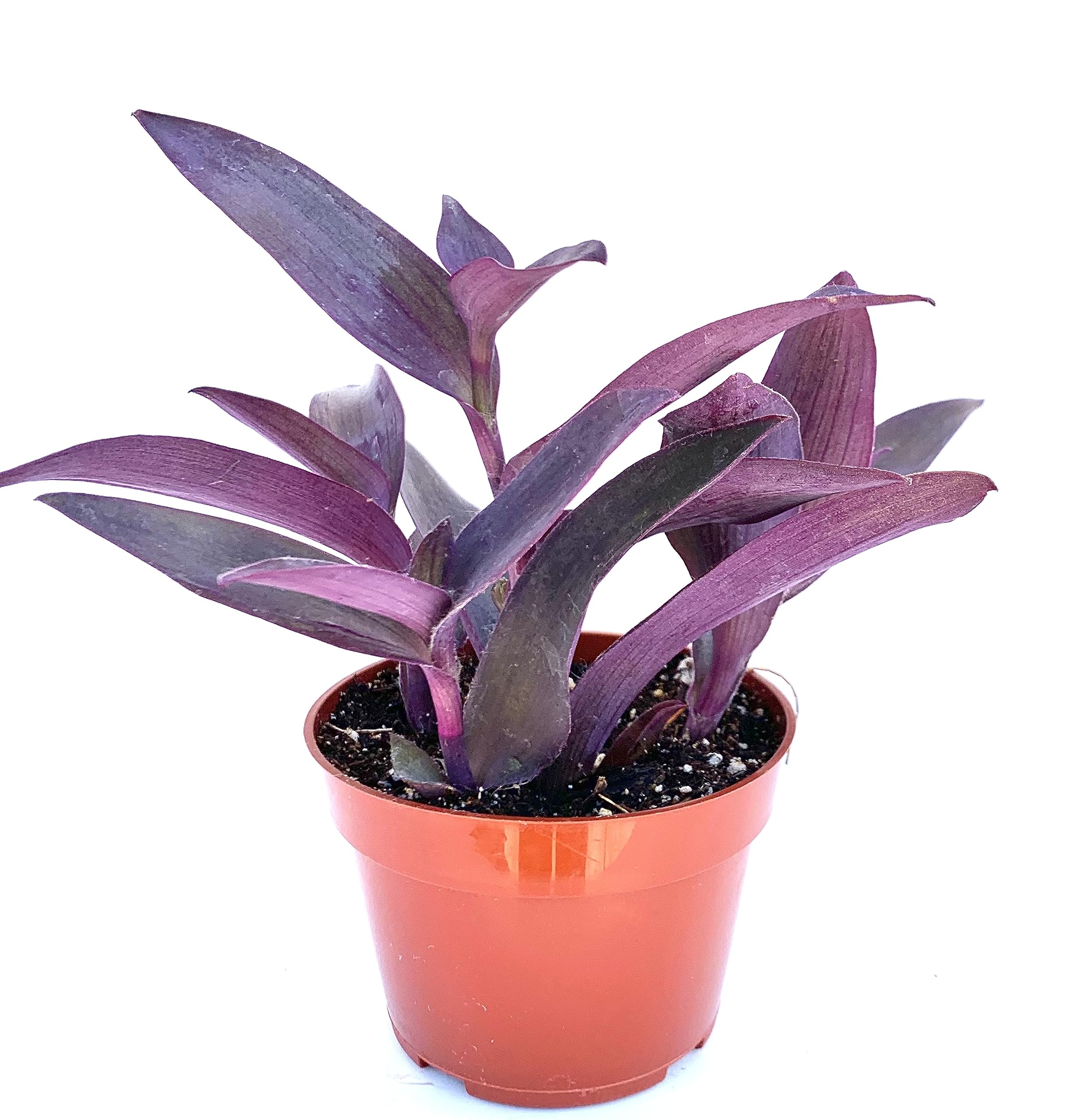 Tradescantia Purple Heart 4 Inch Pot