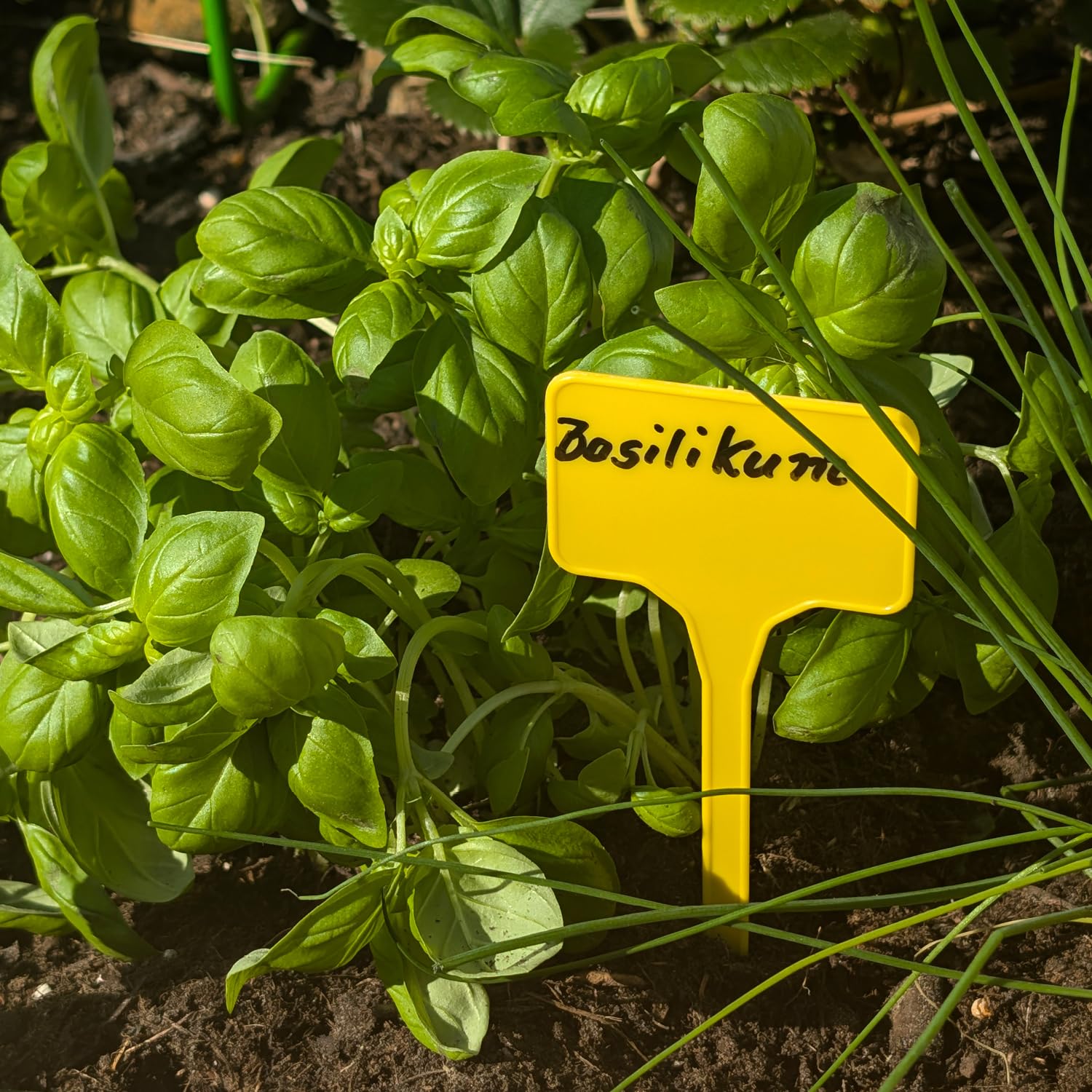 Etichette Piante 100pz Con Pennarello - Segnalini Per Orto Giardino E Semenzai - Foto 6