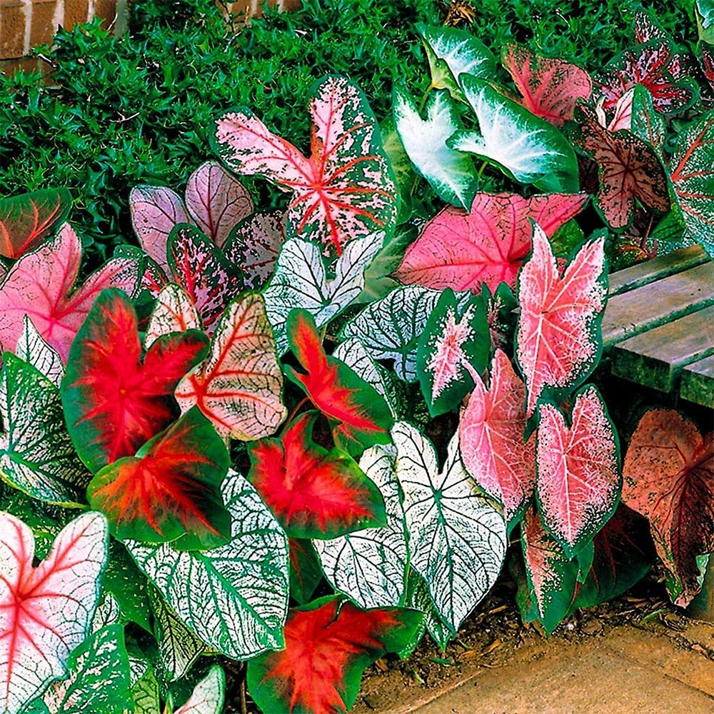Live Green Flower Bulbs | Caladium Imported Bulbs Beautiful Big Leaves Plant Carolyn Worthon Flower Bulbs For All Season India (Pack of 5 Bulbs) (B0995J9NH2) Amazon Price History, Amazon Price Tracker