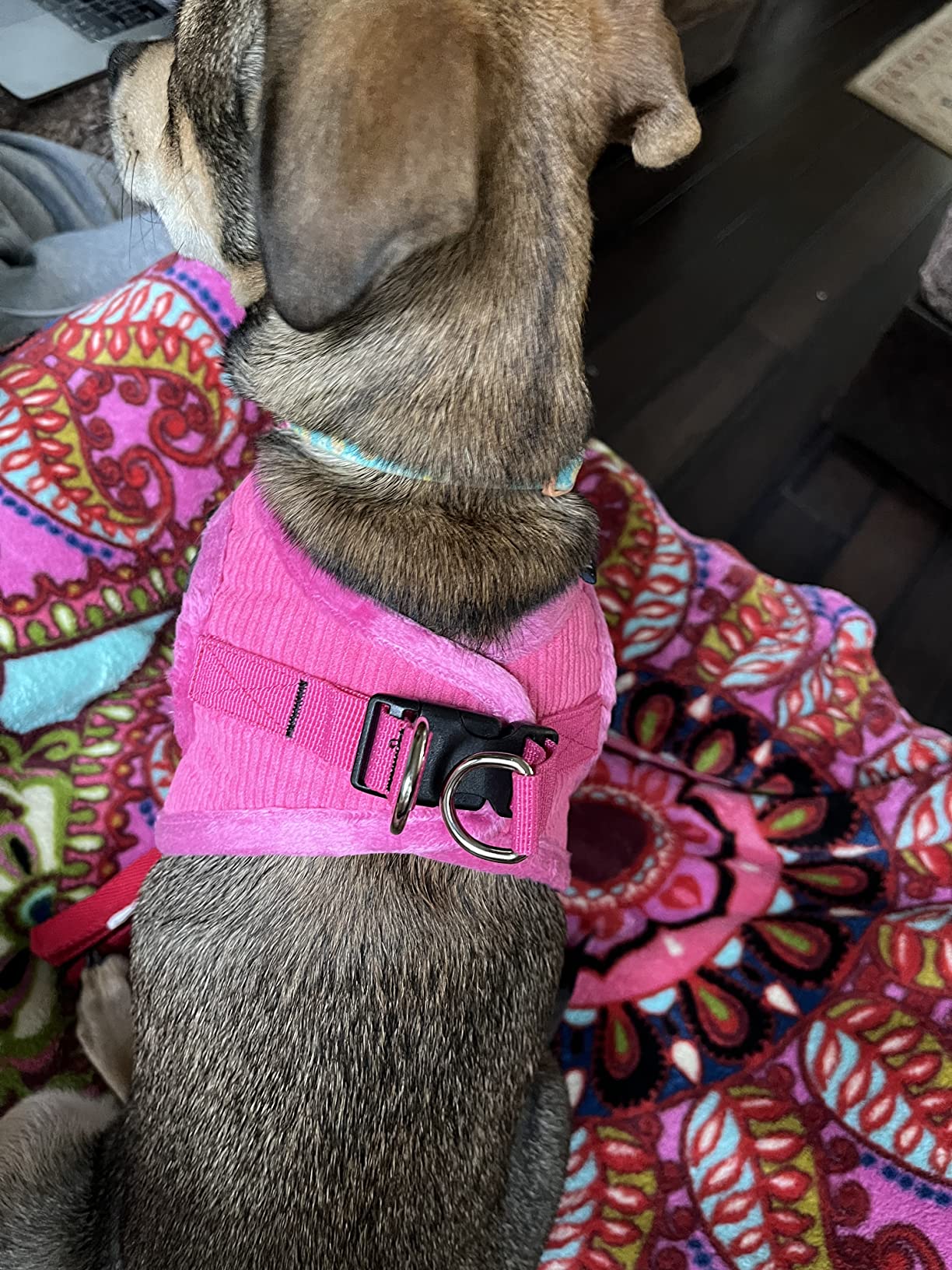 2/mo Finance Voyager Stepin Plush Dog Harness Soft Plush, Step in