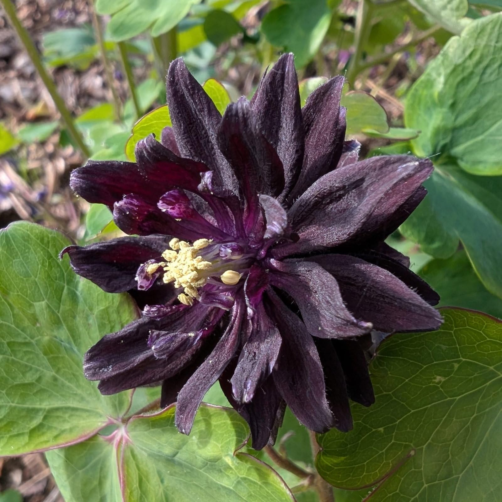 Plant World Seeds - Aquilegia Vulgaris 'Black Barlow' Seeds (Perennial Flower Seeds)
