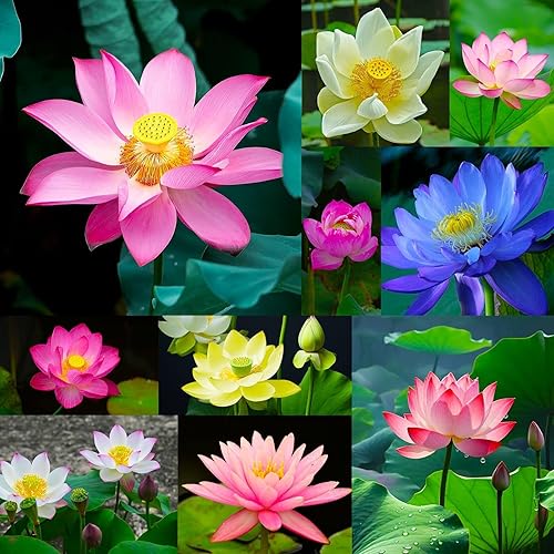 Miniatura 2 de 300 semillas de loto para plantar, 15 variedades únicas, semillas de loto, incluye guía detallada de plantación, perfectas para estanques, jardines