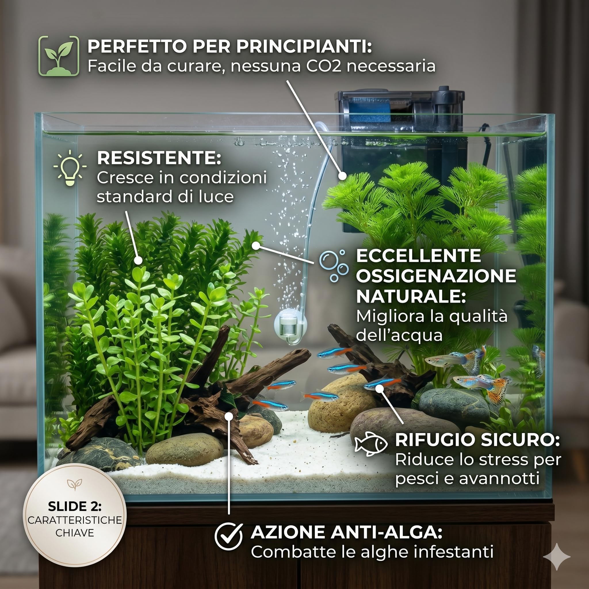 Set 3 Piante Vere Acquario Cabomba Bacopa Elodea Densa Kit Piante Vive Acqua Dolce Facili da Coltivare