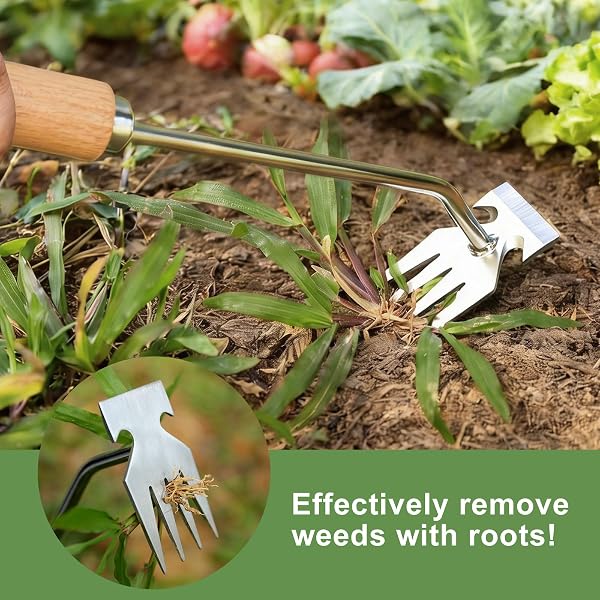 Orelex Unkrautstecher, Unkrautjäter aus Edelstahl mit Holzgriff, Robuste Gartenhacke zum Entfernen von Unkraut & Auflockern des Bodens - Praktisches Gartenwerkzeug - 3