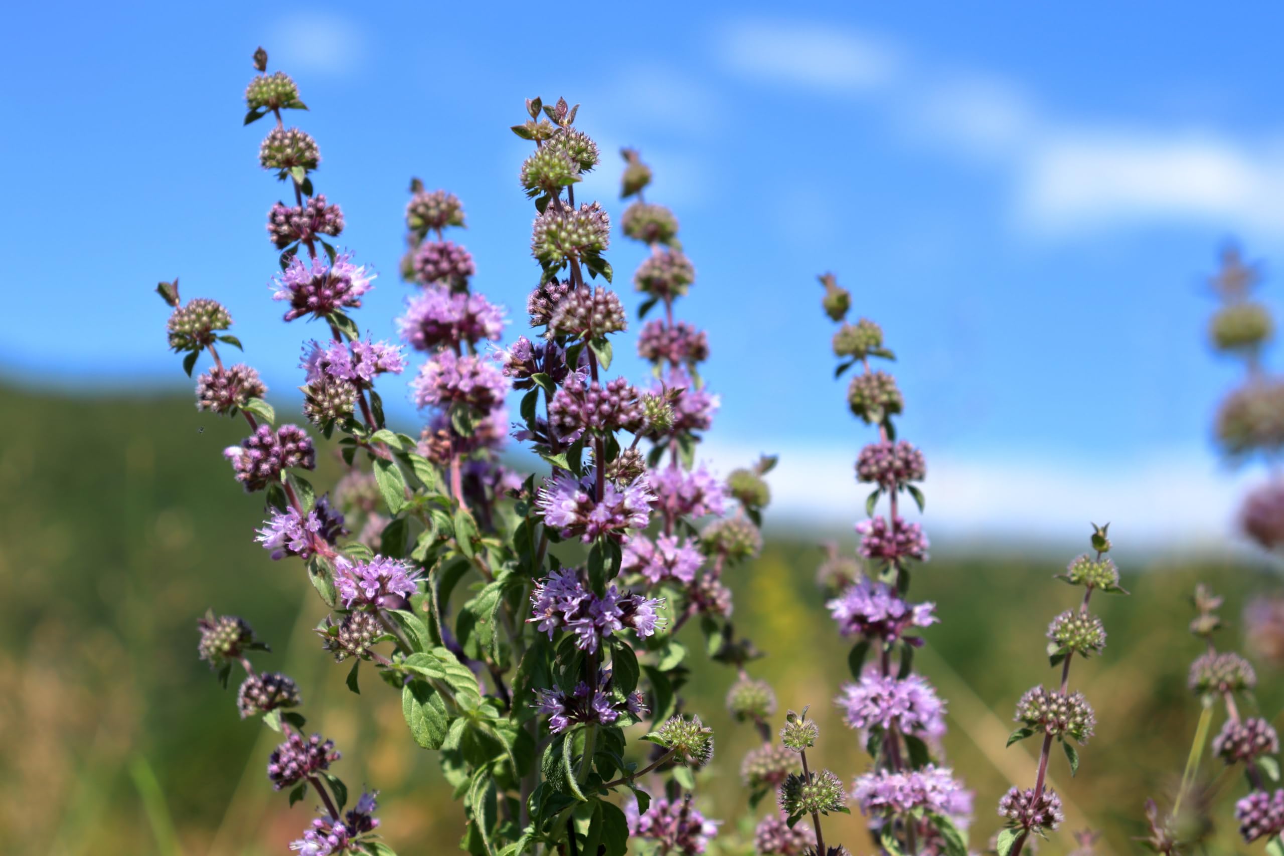 PPUK - 2 x Marginal Plants with a Pot & Compost - Mentha pulegium โ image 1