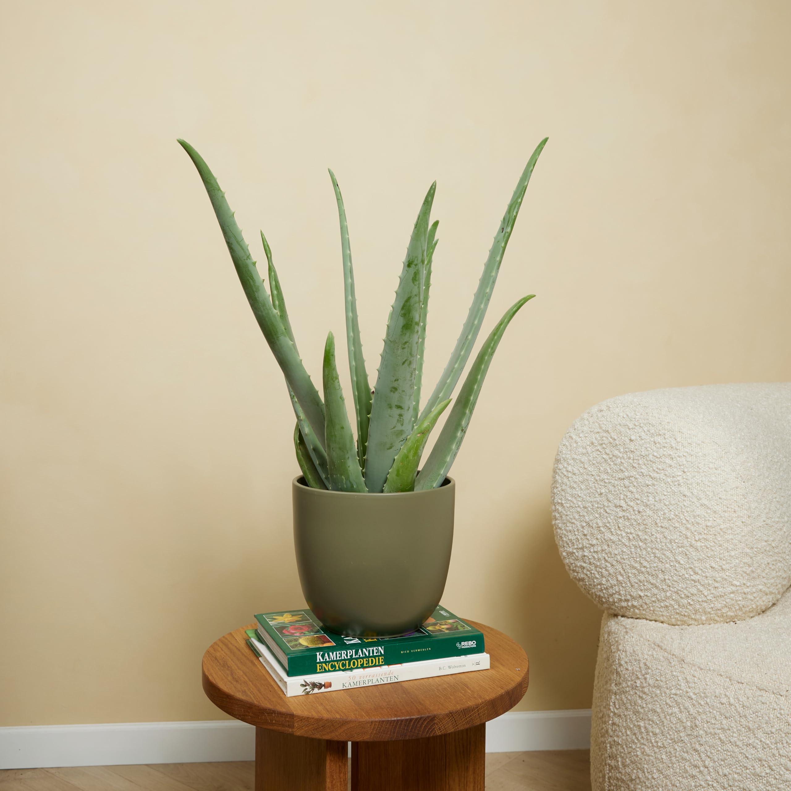 Bloomique - Set di 2 - Pianta di Aloe vera - Pianta da interno - Pianta grassa - Succulenta - Molto facile da curare - Alte 50-60 cm - Vaso 17 cm