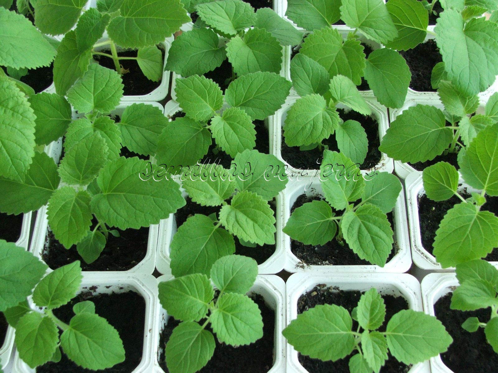 Portal Cool Paulownia tomentosa, imperatrice Digitale purpurea, Kiri 50 semi, sementi, Graines, Samen