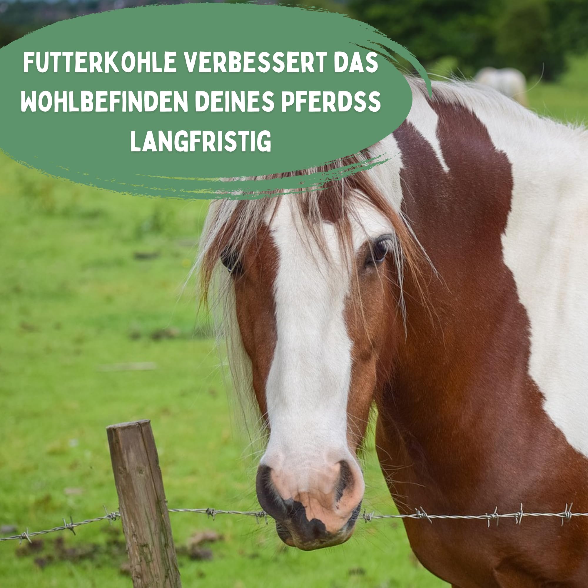 Futterkohle für Pferde 2kg – Premium Kohlegranulat, pflanzlich & naturbelassen, staubarm & geruchsneutral