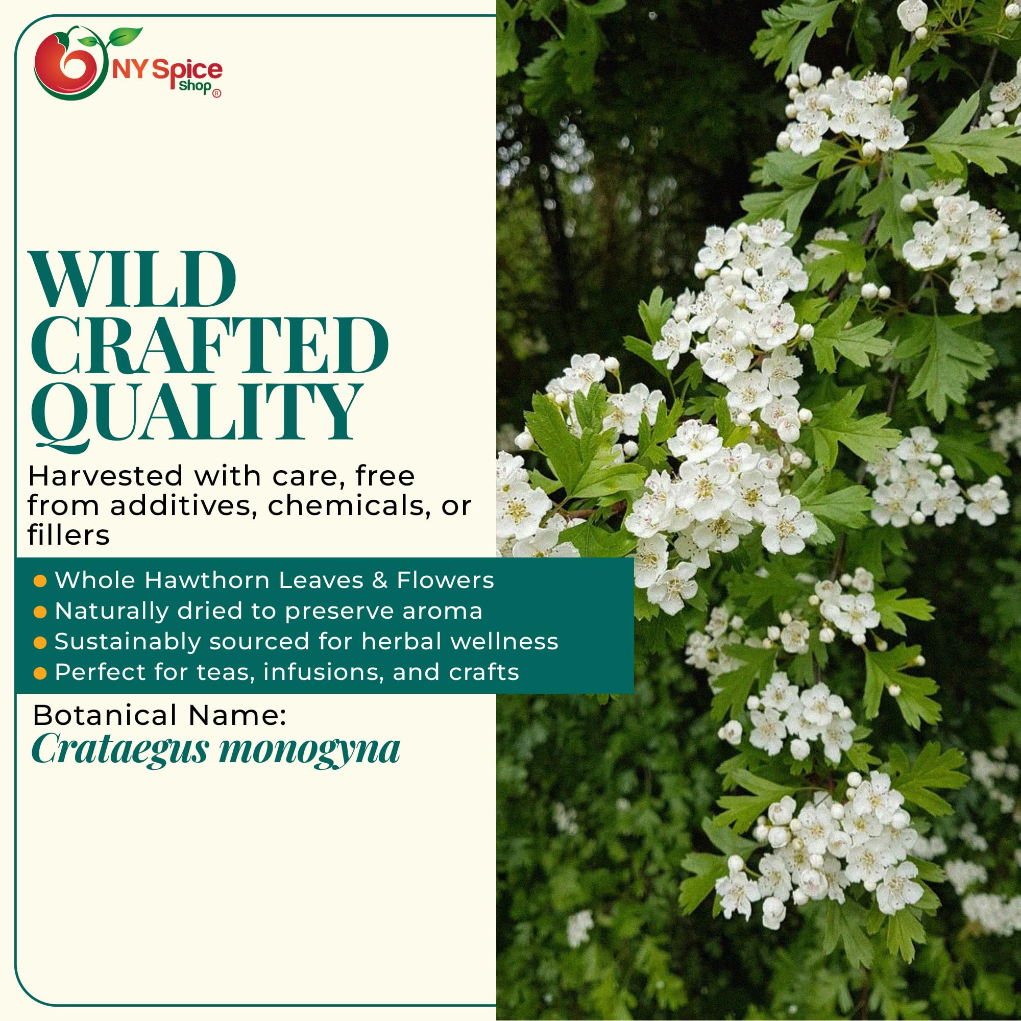 NY Spice Shop Hawthorn Leaf and Flower - 8 Ounce Dried Herb Cut & Sifted - Hawthorn Leaves and Blossoms - Bulk Herbal Tea Ingredient - Natural Botanical for Infusions & Blends