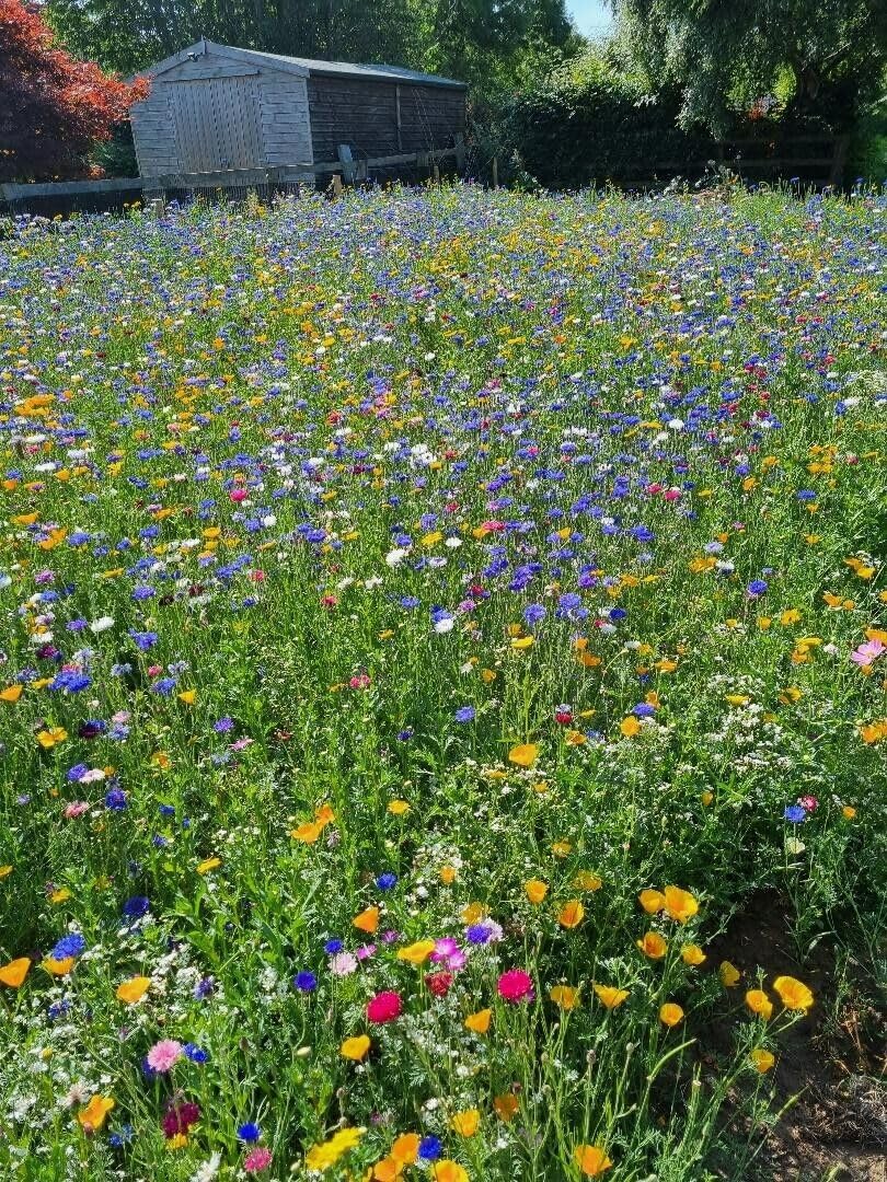 Annual Seed Mat Carpet - No Grass - for Bees and Butterflies- 3m - 5m - Pick Your Length (3m)