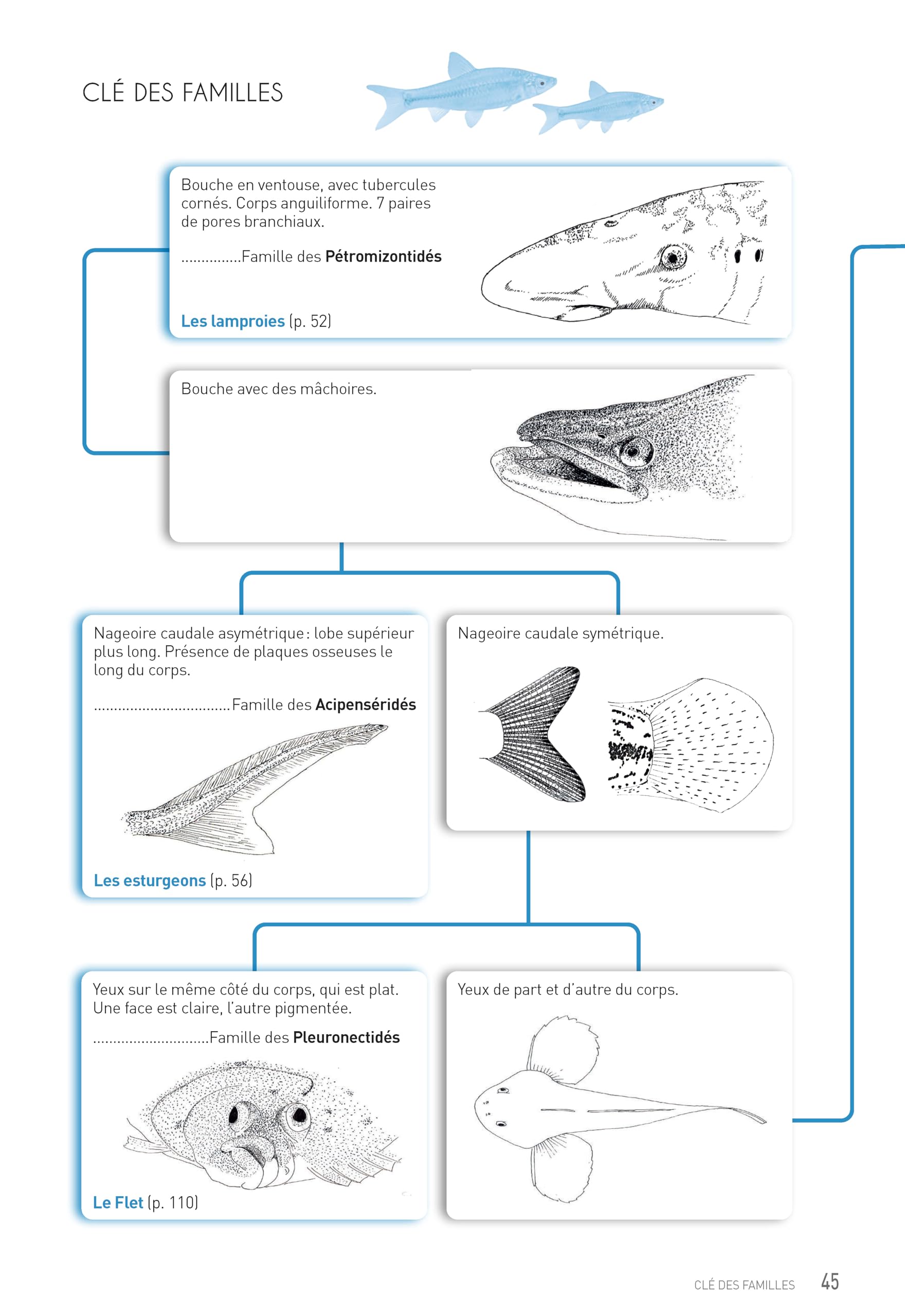 Cahier d'identification des poissons d'eau douce
