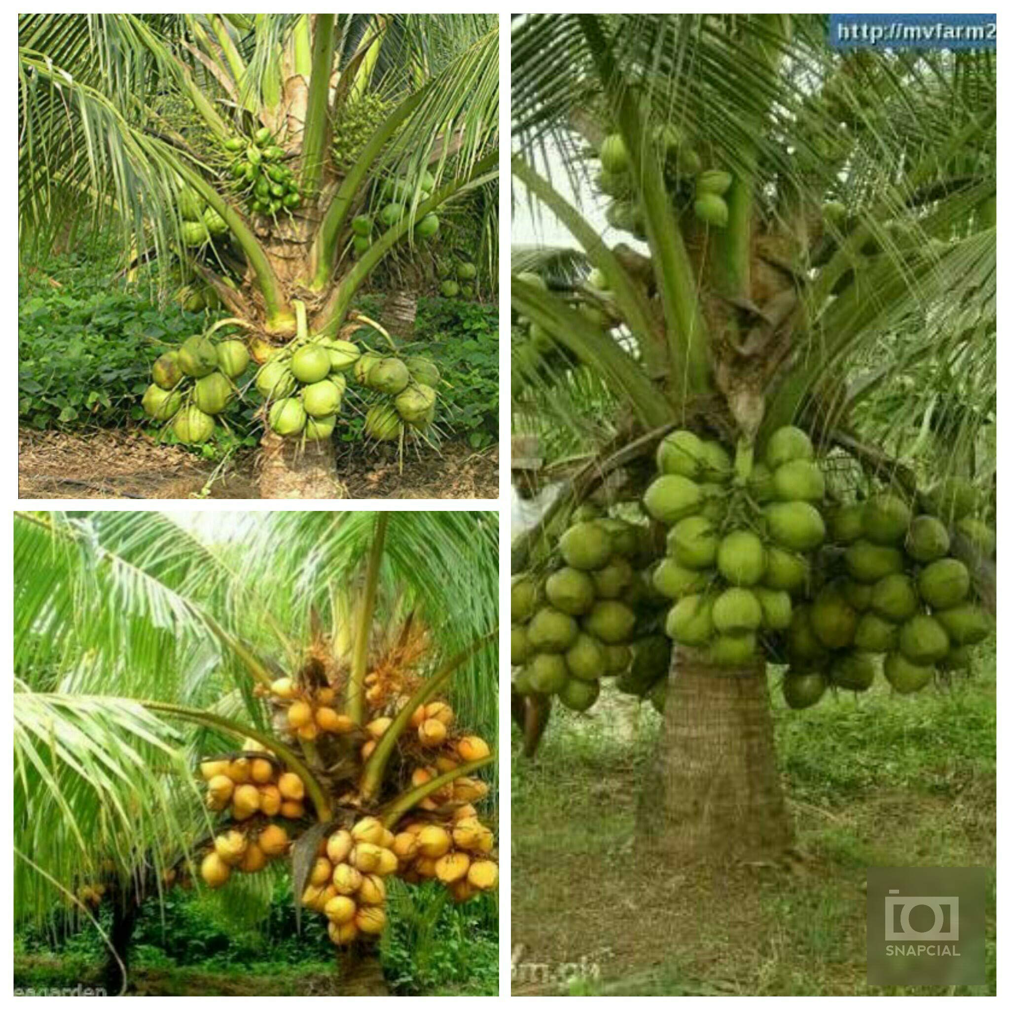 Greenish Valley Dwarf Rare Exotic Coconut Live Plants Combo (3
