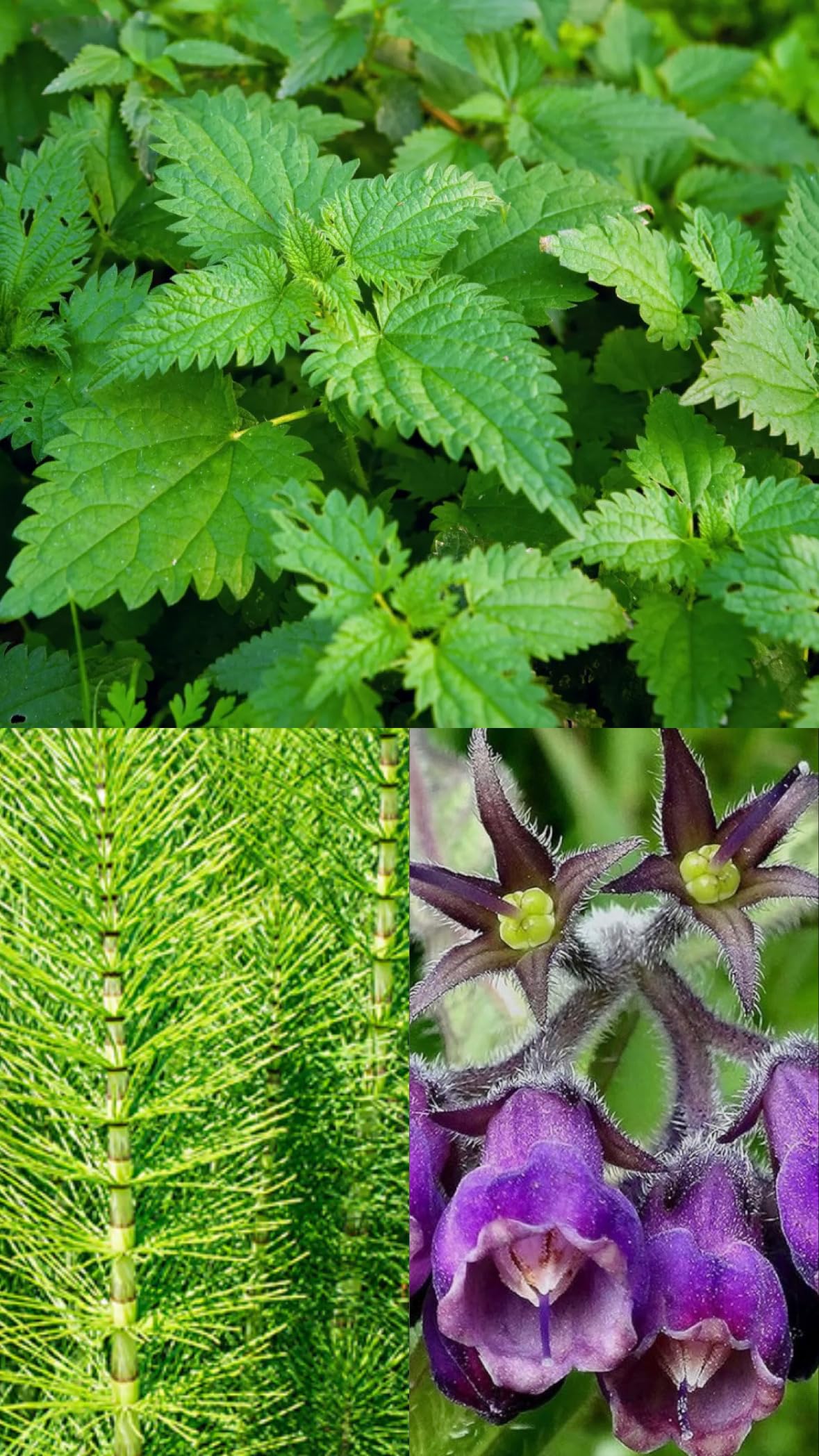 Cocktail de 3 Purins Ortie, Prêle, Consoude- Biostimulant 100% Naturel- Préparation Naturelle Peu Préoccupante- Potager, Verger, Plantes d'Ornement, Rosiers- France– 5L pour 100L prêt à l’emploi