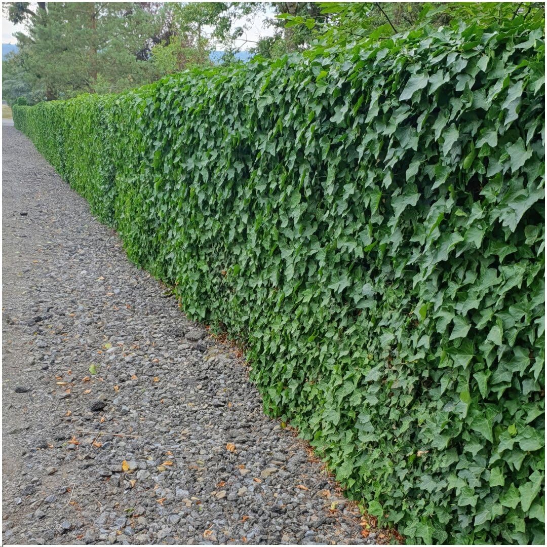 Plants by Frank | 12 Efeu Pflanzen | Hedera Hibernica | Kletterpflanzen  Winterhart Mehrjhrig | Irischer Efeu | Bodendecker | Kletterstrauch |  Immergrn | Gartenpflanzen : Amazon.de: Garten