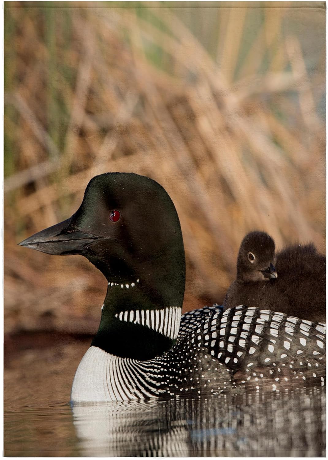 3dRose Canada, B.C., Adult Common Loon Swimming with a Chick on its Back. 22x30 Bath Hand Pool Towel