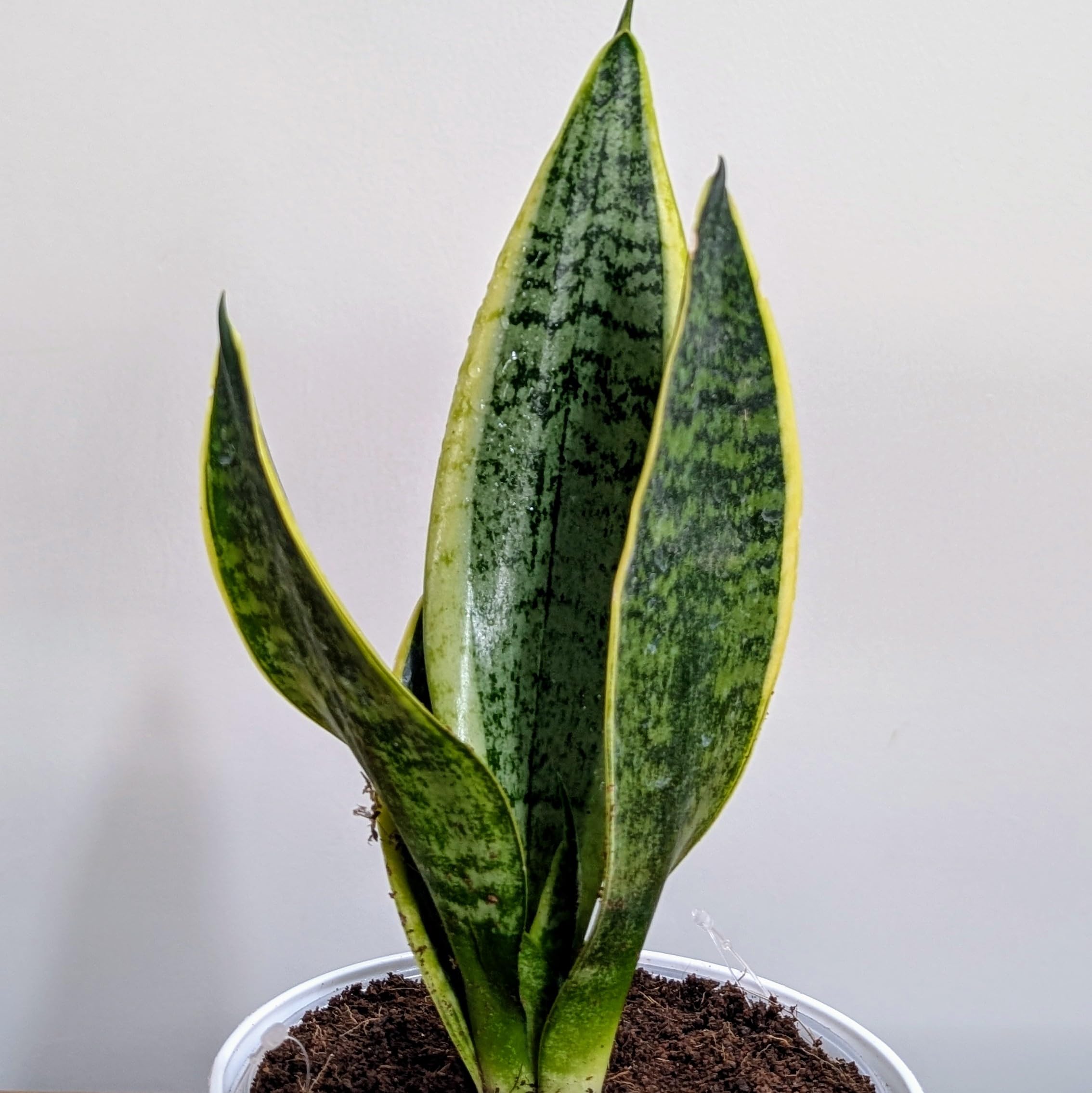 LittleJungle Sansevieria Laurentii - Live Plant with 5.5 Inches White Decor Pot | Indoor Plant For Home | Snake Plant | Live Plants Indoor | Live Plant With Pot For Home Decor | 1