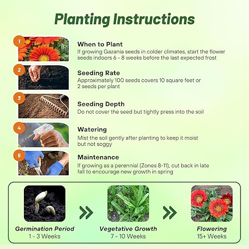 Miniatura 4 de Outsidepride Gazania Red Shades - Plantas de jardín tolerantes al calor y la sequía, 50 semillas