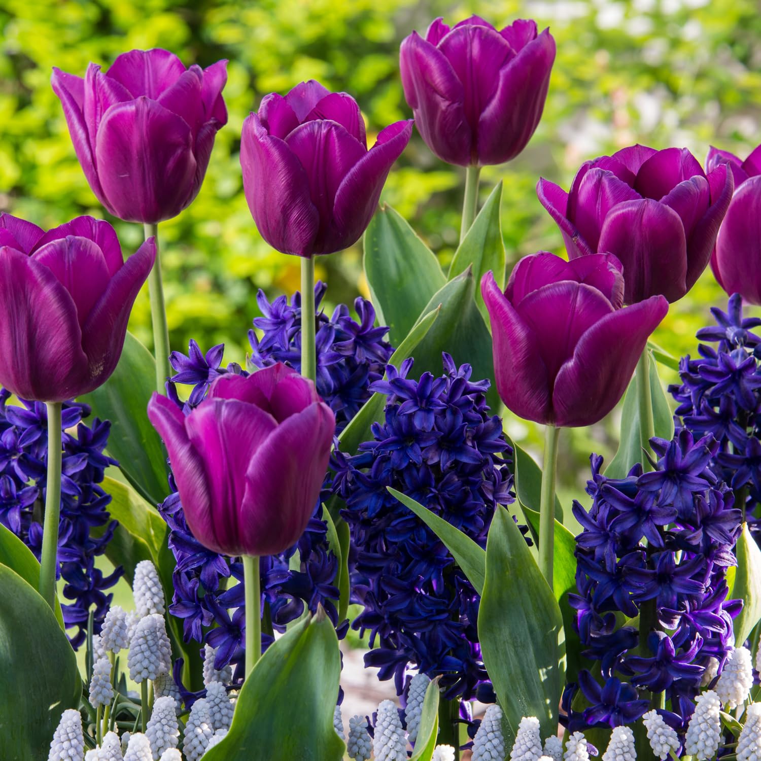 球根☆】ラブラドール 5球 チューリップ レア品種 ボルドー フリンジ