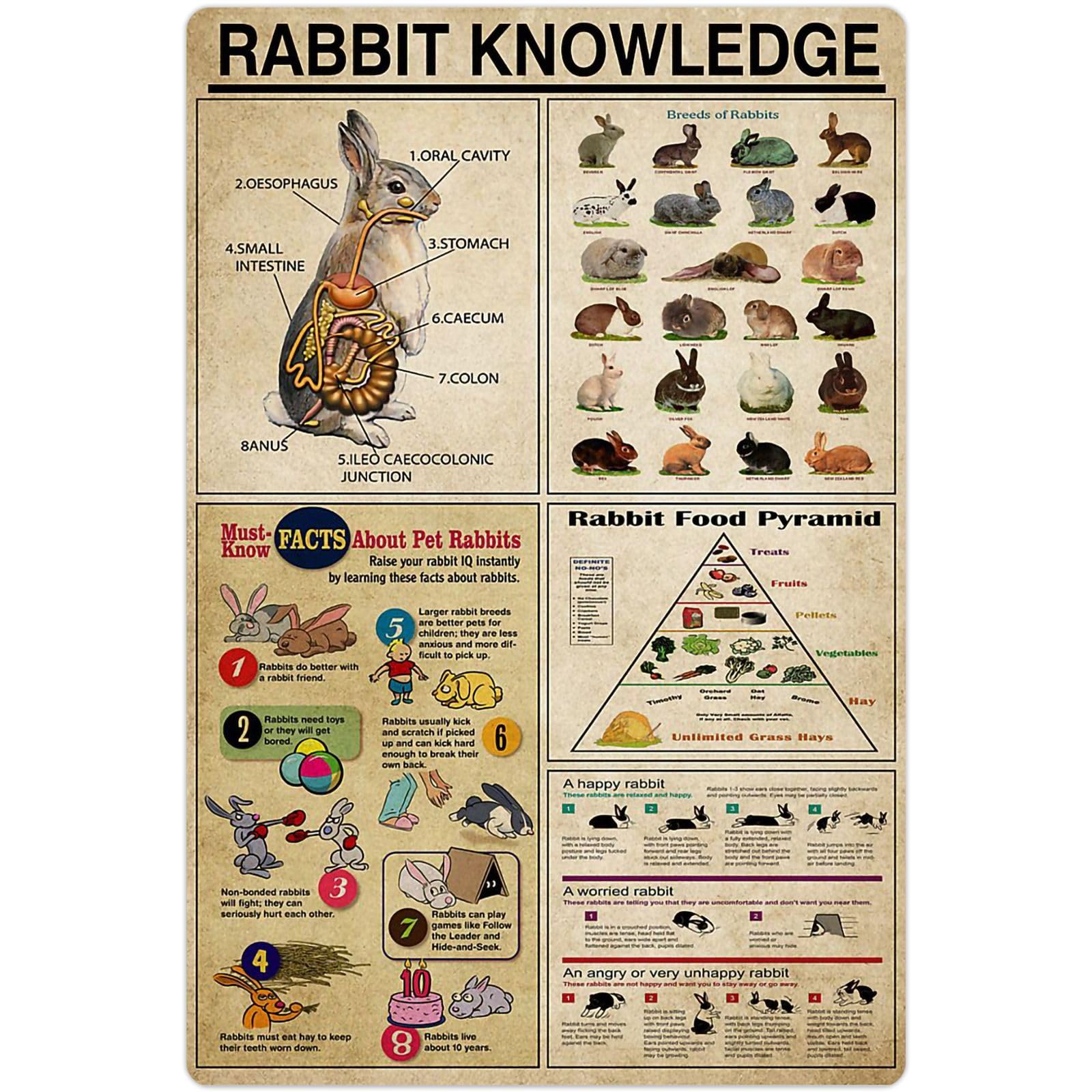 Peiyeety A-56 Rabbit Knowledge Metal Tin Signs Rabbit Information Retro Poster Popular Science Educational Charts Wall Plaques Decor For Home Classroom Room Office 12X16 Inch