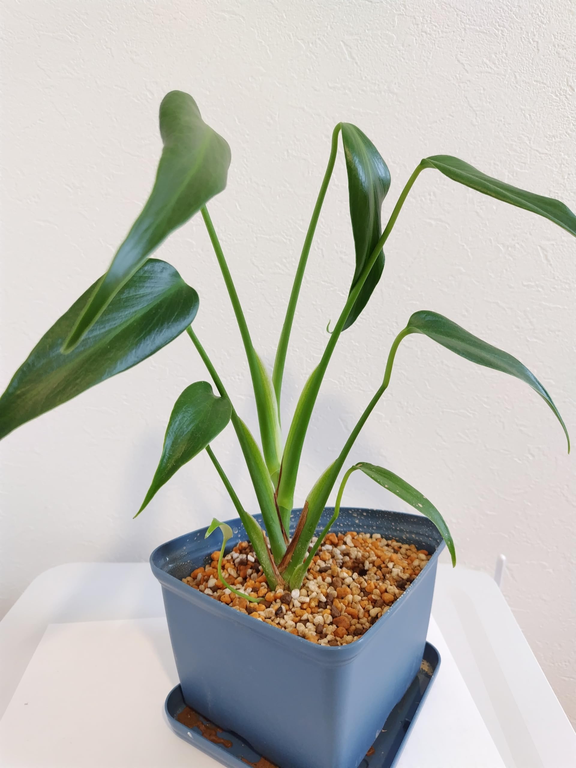 Amazon｜モンステラ バールマルクスフレーム 3.5号 苗 観葉植物 希少