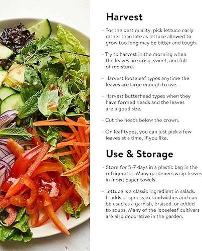 Miniatura 8 de Burpee Semillas de lechuga Looseleaf Blend 1500 semillas