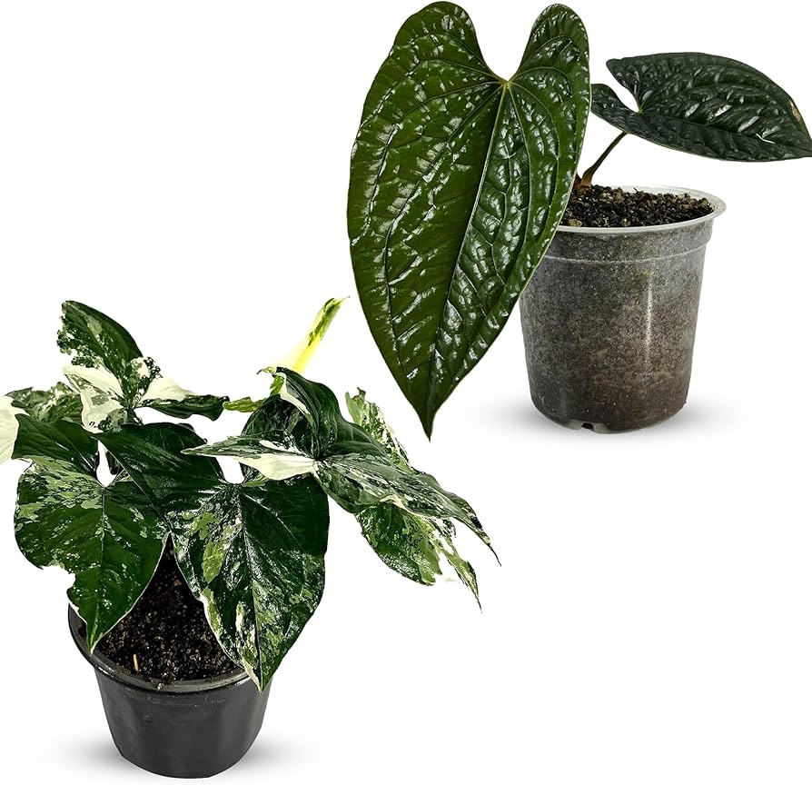Amazon.com : LEAL PLANTS ECUADOR Anthurium Luxurian & Syngonium Amazon.com : LEAL PLANTS ECUADOR Anthurium Luxurian & Syngonium