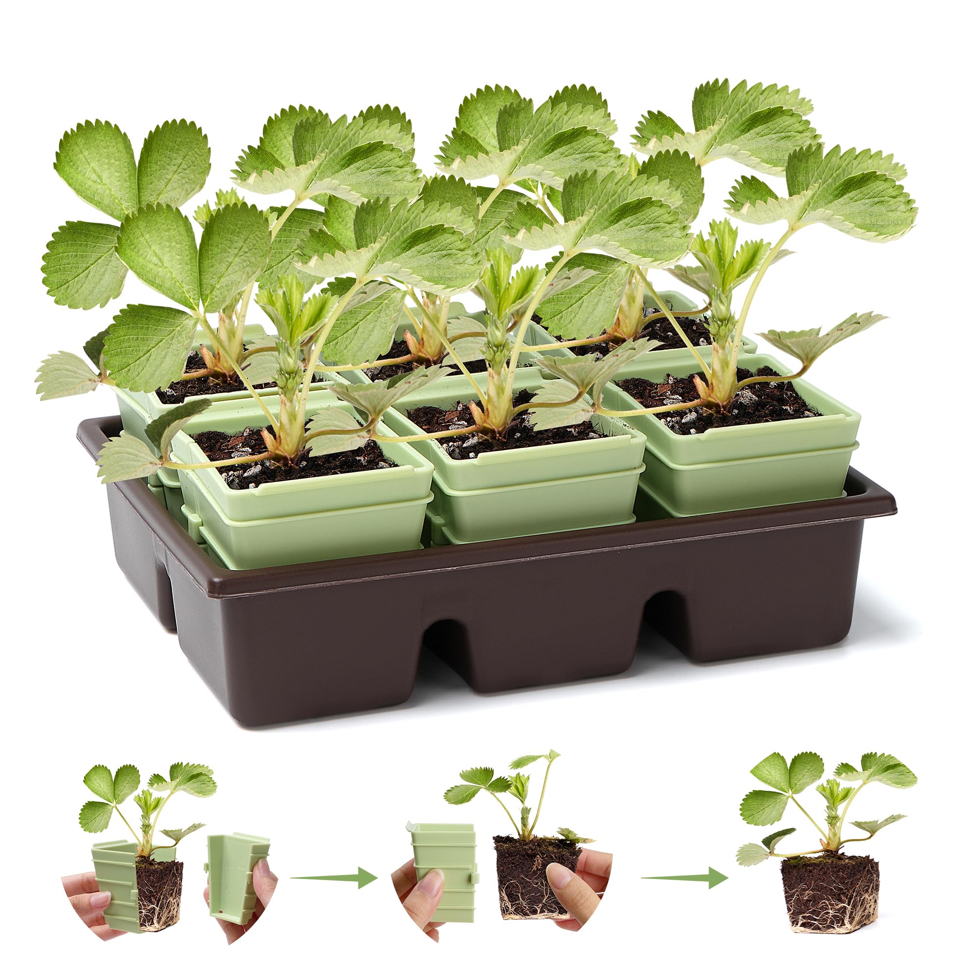Green Bazzar - Bandeja de inicio de semillas de 8 unidades, bandejas reutilizables para germinación de plantas con 24 células individuales, ideal para germinar semillas en interiores y