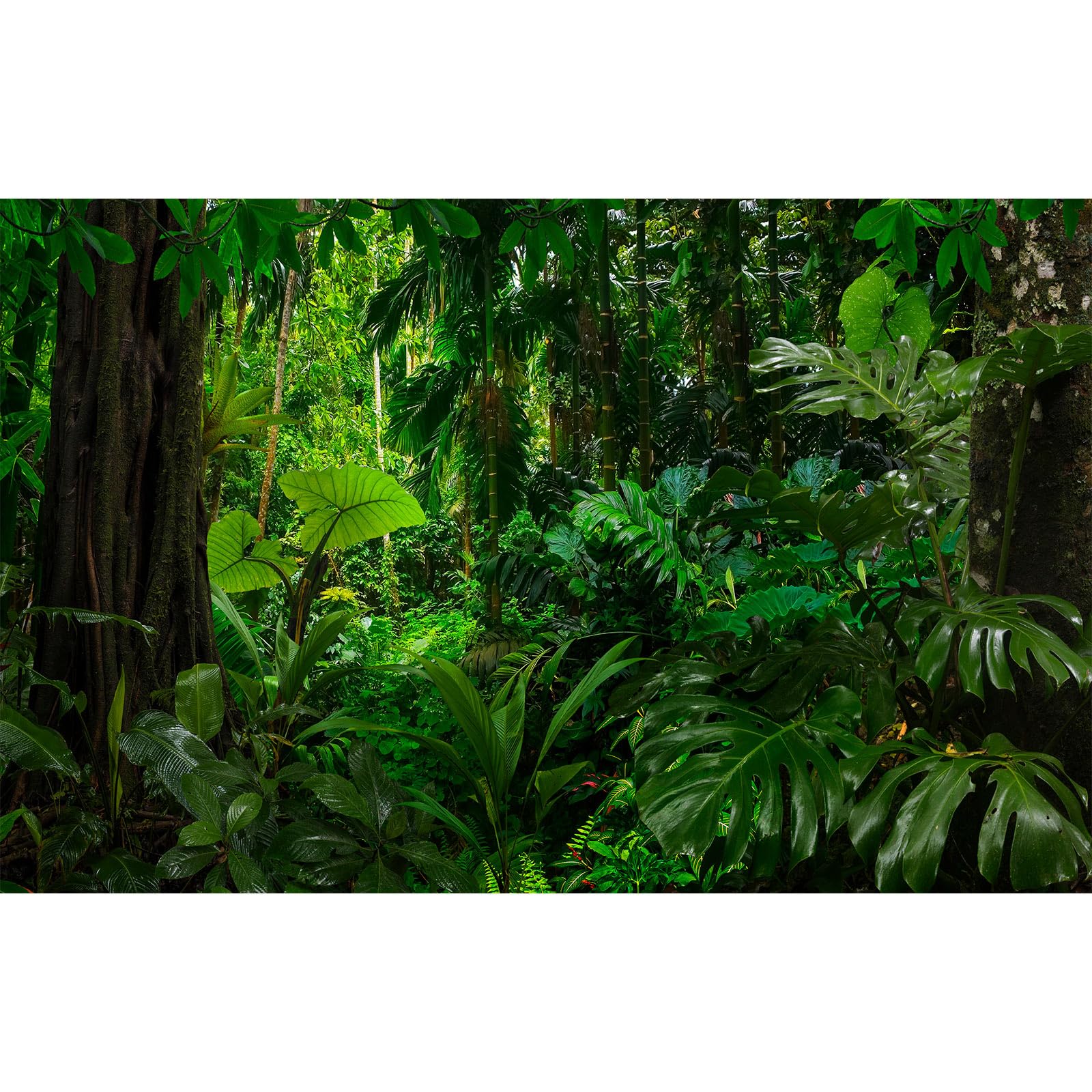 Forest Aquarium Background Densely Woods In Moss Natural Landscape Terrarium Background Lush Green Tropical Forest Jungle Ferns Fish Tank Background Old Huge Trees Reptile Habitat Background 48x18in