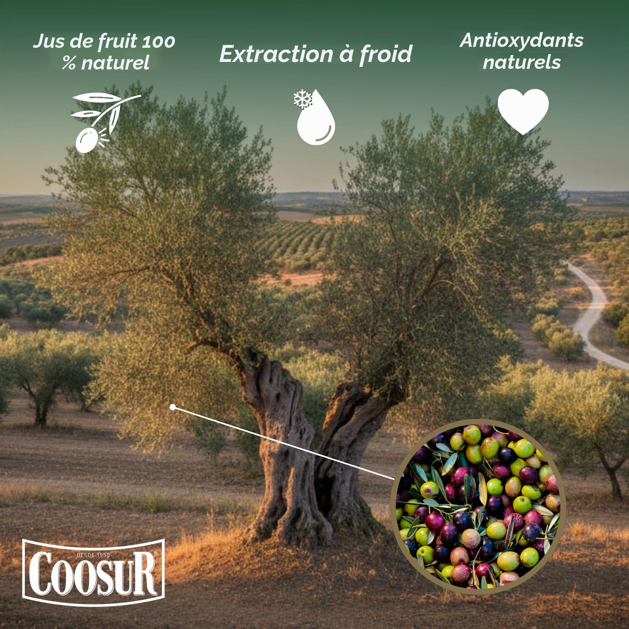 COOSUR - Huile d'olive extra vierge. Carafe 5 l