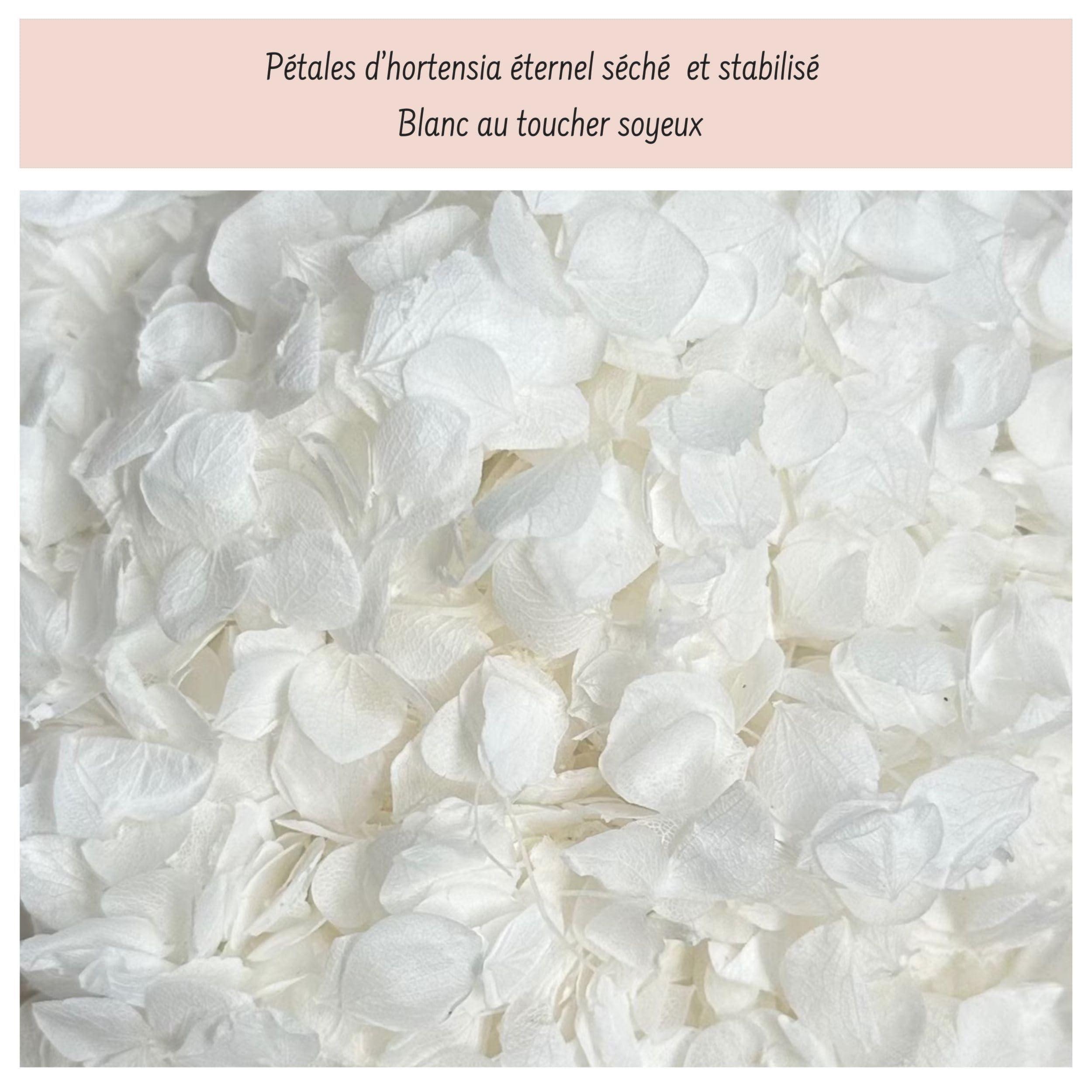 Vrai Pétales d'Hortensia Séchés Blanc - Confettis de Mariage Biodégradables Naturels Fleurs séchées blanches pour Lancer de Pétales et Décoration Bohème Champêtre - 1L France (Blanc)