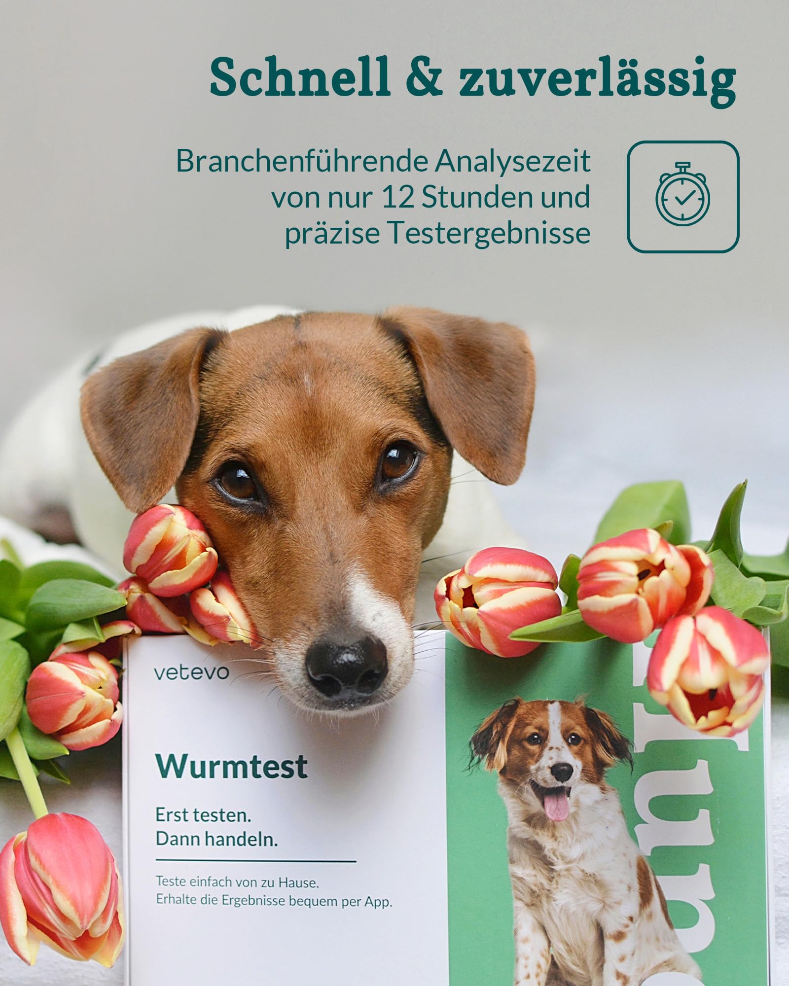 vetevo Wurmtest Hund Plus, inkl. Giardien, Bandwürmer, Lungenwürmer Hund, 10x Präziser Wurmtest für Hunde, Ergebnis in 24h, Für alle Hunde