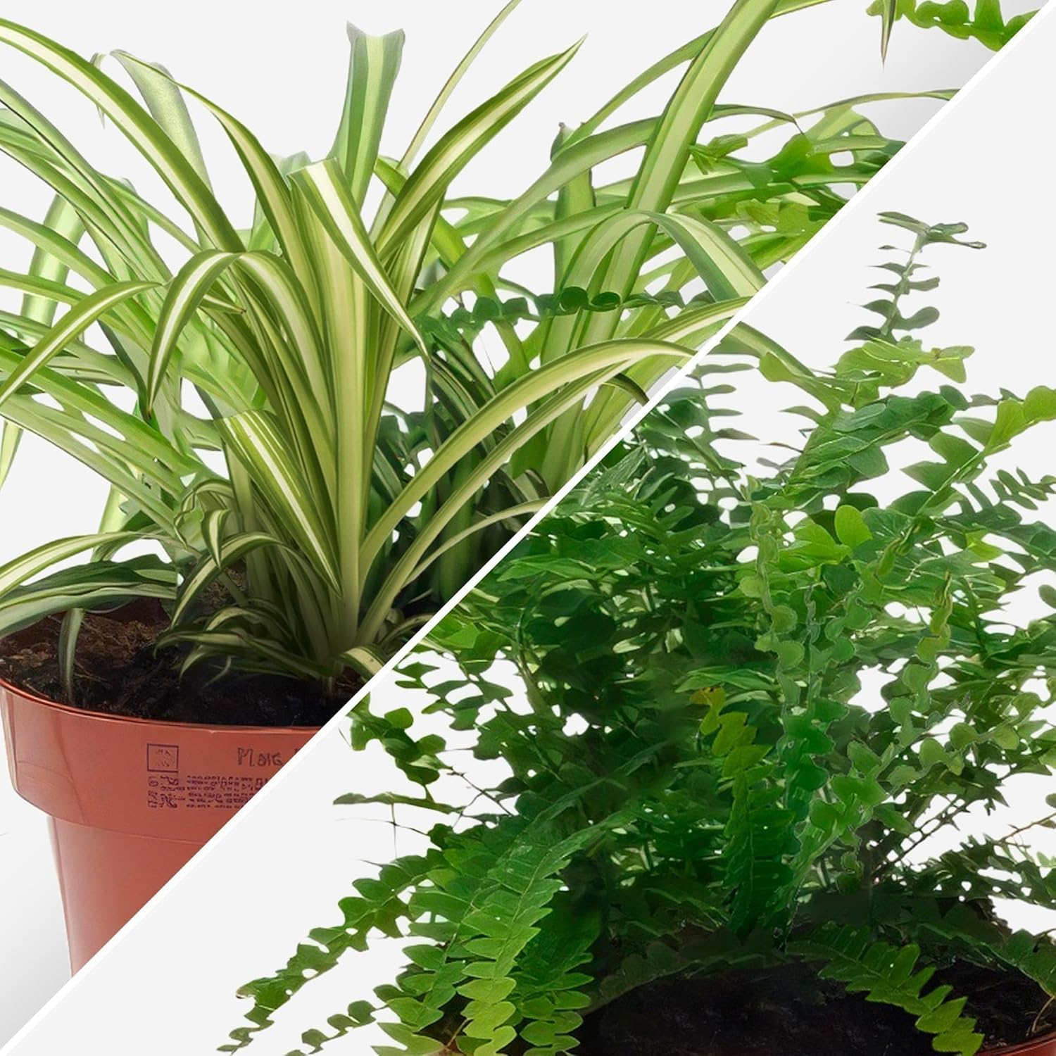 Happy Plants Plantes d'intérieur purificatrices d'air avec pot - 4 pièces plantes vertes