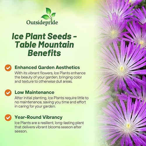 Miniatura 3 de Outsidepride Delosperma - Mesa de hielo de montaña, suculenta tolerante a la sequía, planta de cobertura de suelo extendida, 200 semillas