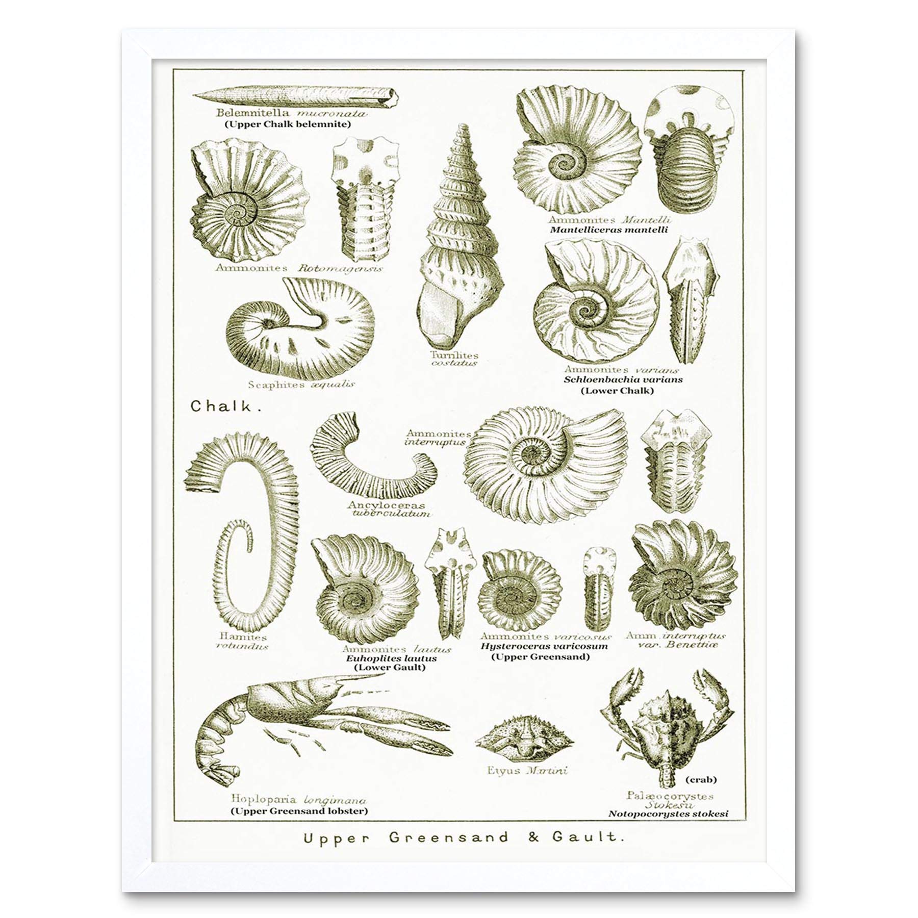 Wee Blue Coo Paintings Book Illustration Crustacean Shellfish Fossil Clay Beach Art Print Framed Poster Wall Decor 12X16 Inch