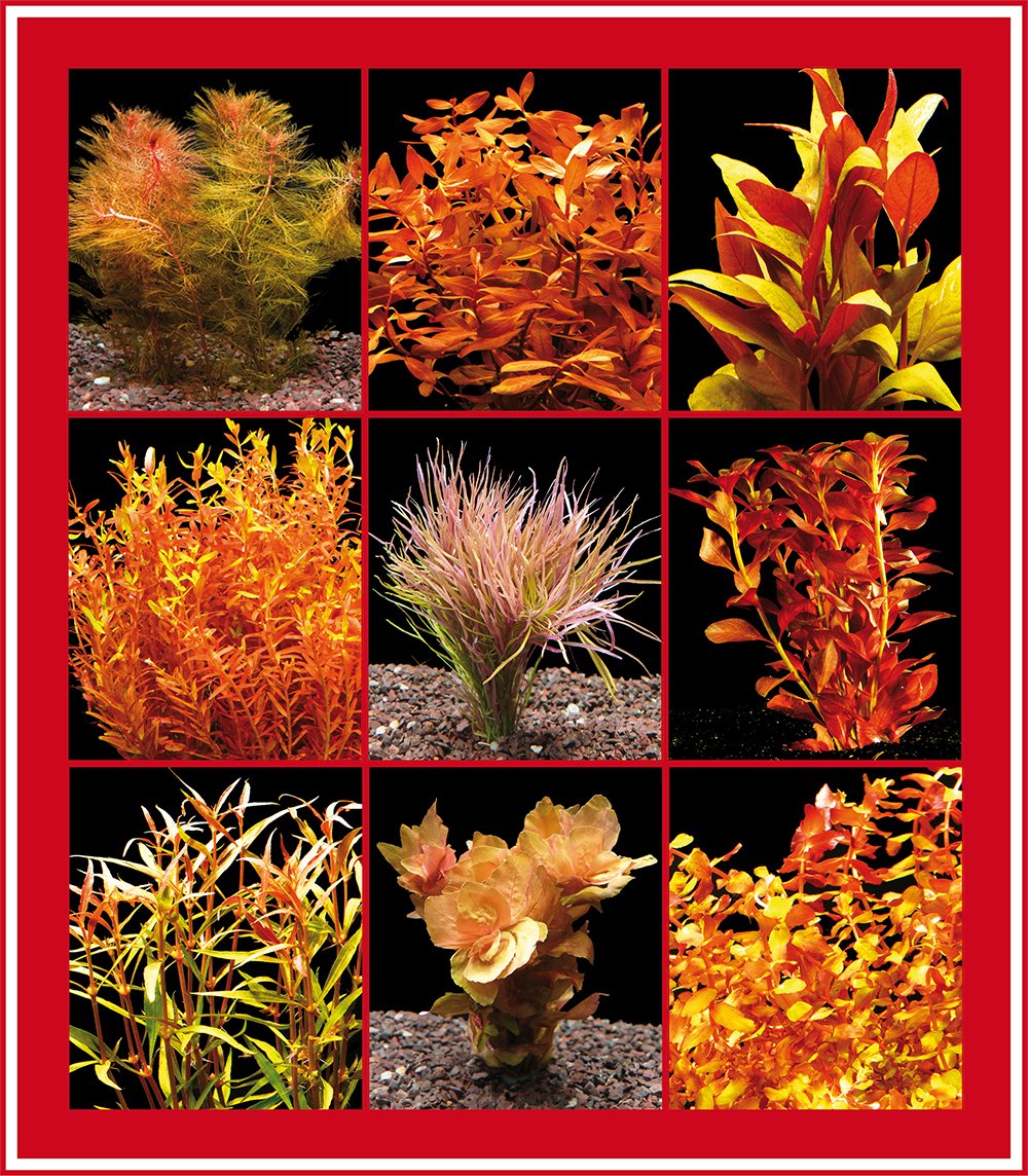 20 Bund Rote Aquarienpflanzen - 1A-Qualität!!!