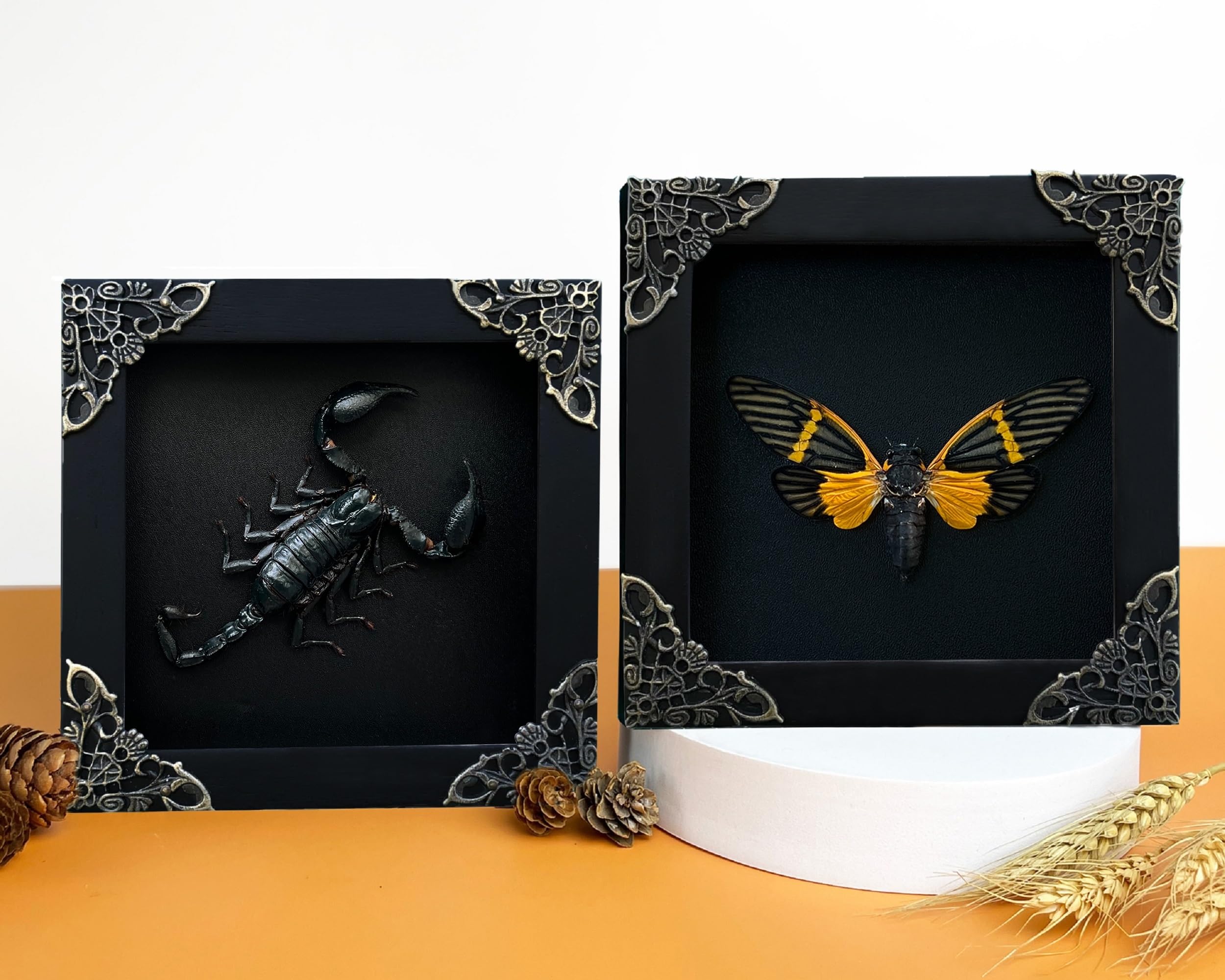 サソリ 標本 木製フレーム