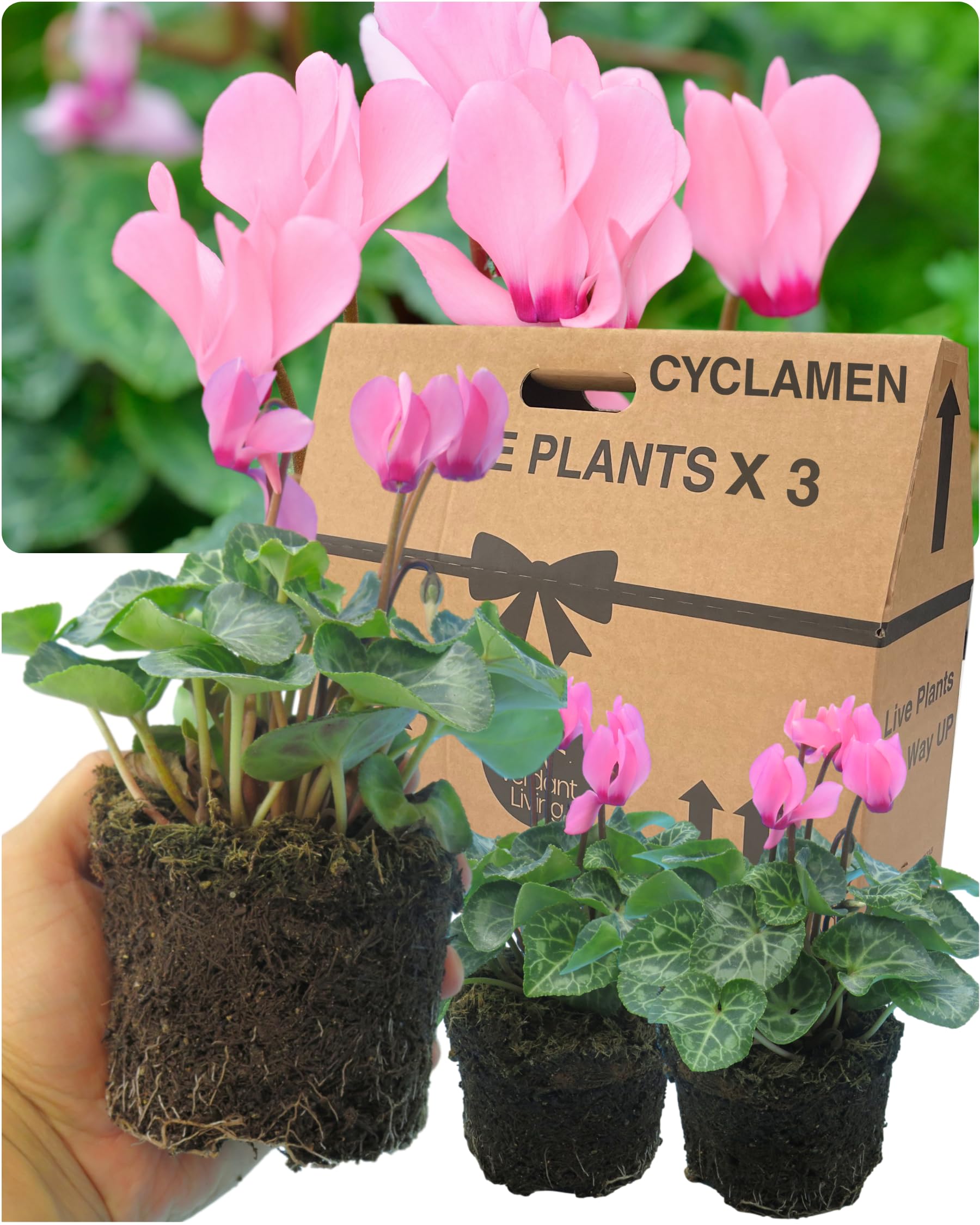Cyclamen Plants Outdoor Garden Ready - 3 Salmon Colour Outdoor Flowers. Autumn & Winter Planting. Large 10.5cm Potted Size. Well Rooted & Established, Add Colour to Containers, Baskets, Patios & Beds