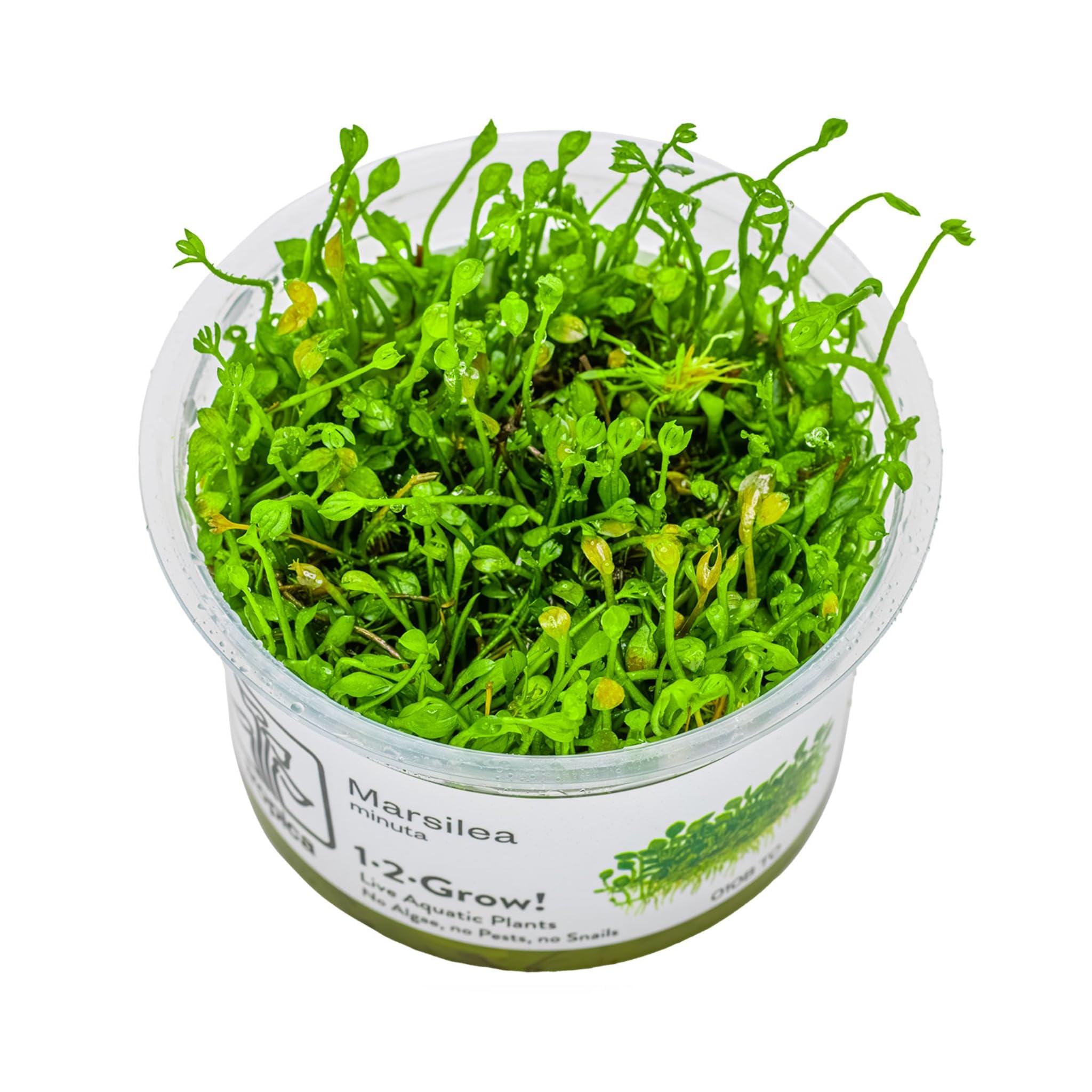 Tropica Marsilea crenata 1-2-GROW!