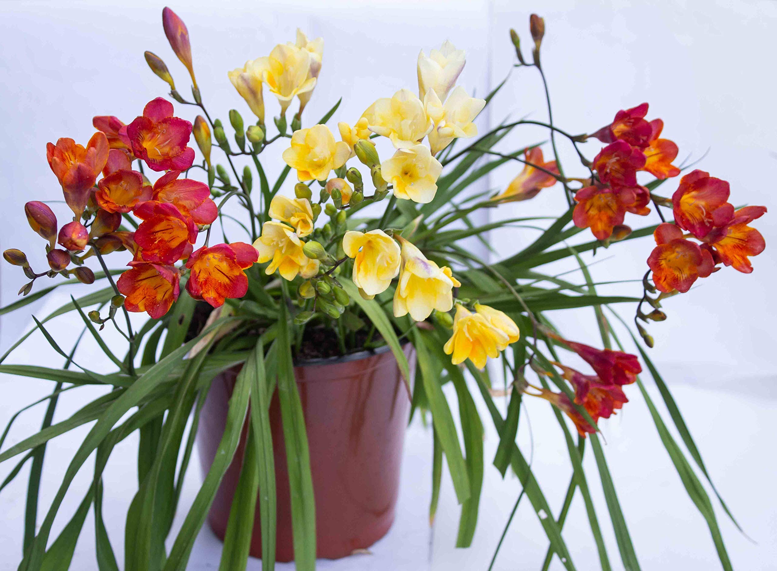 Rudyn Gladioli Farm, Freesia Flower Bulbs. (Mix) (5Bulbs). (B08CZ9CZDY) Amazon Price History, Amazon Price Tracker