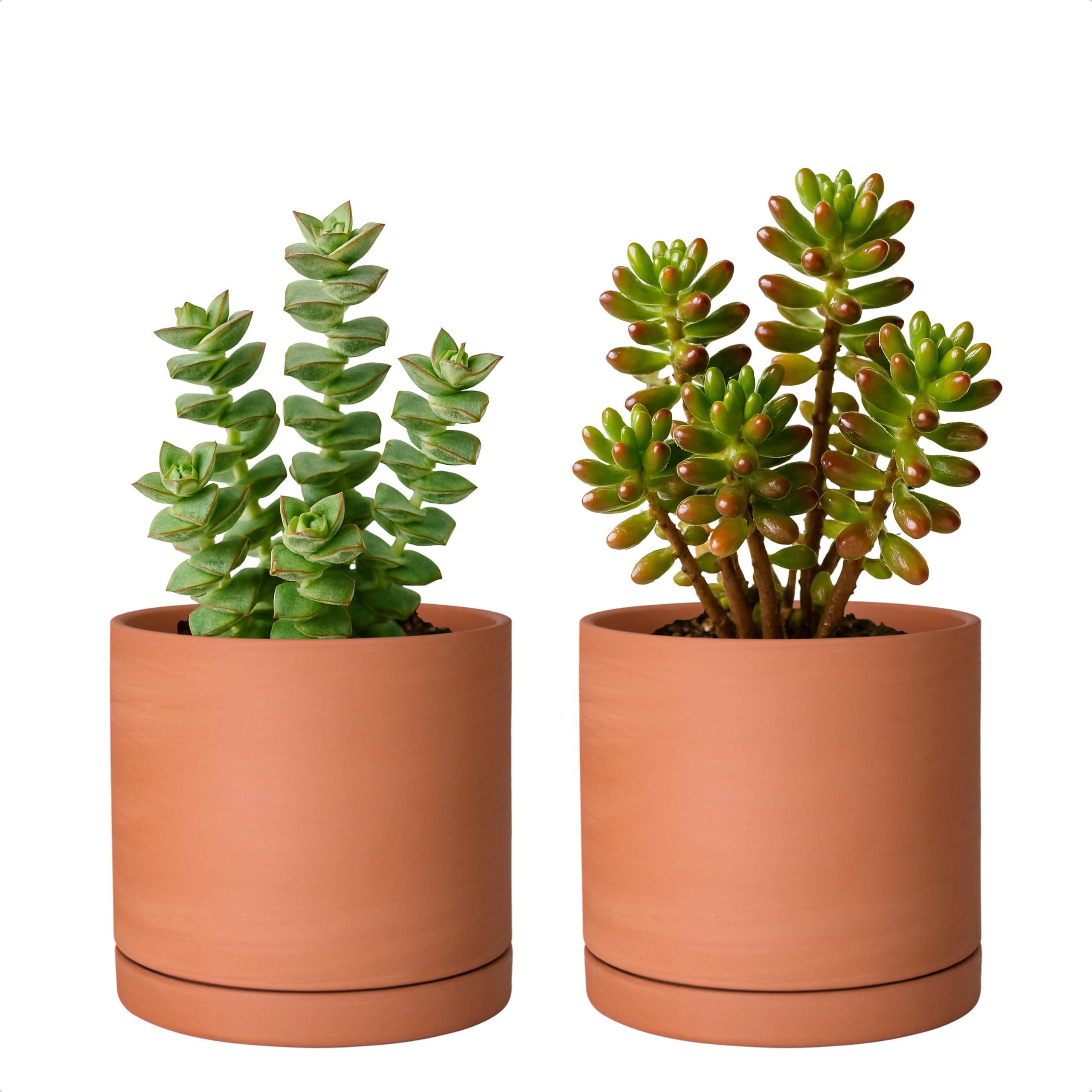 Amazon.com : D'vine Dev Small 5 Inch Terracotta Plant Pot with