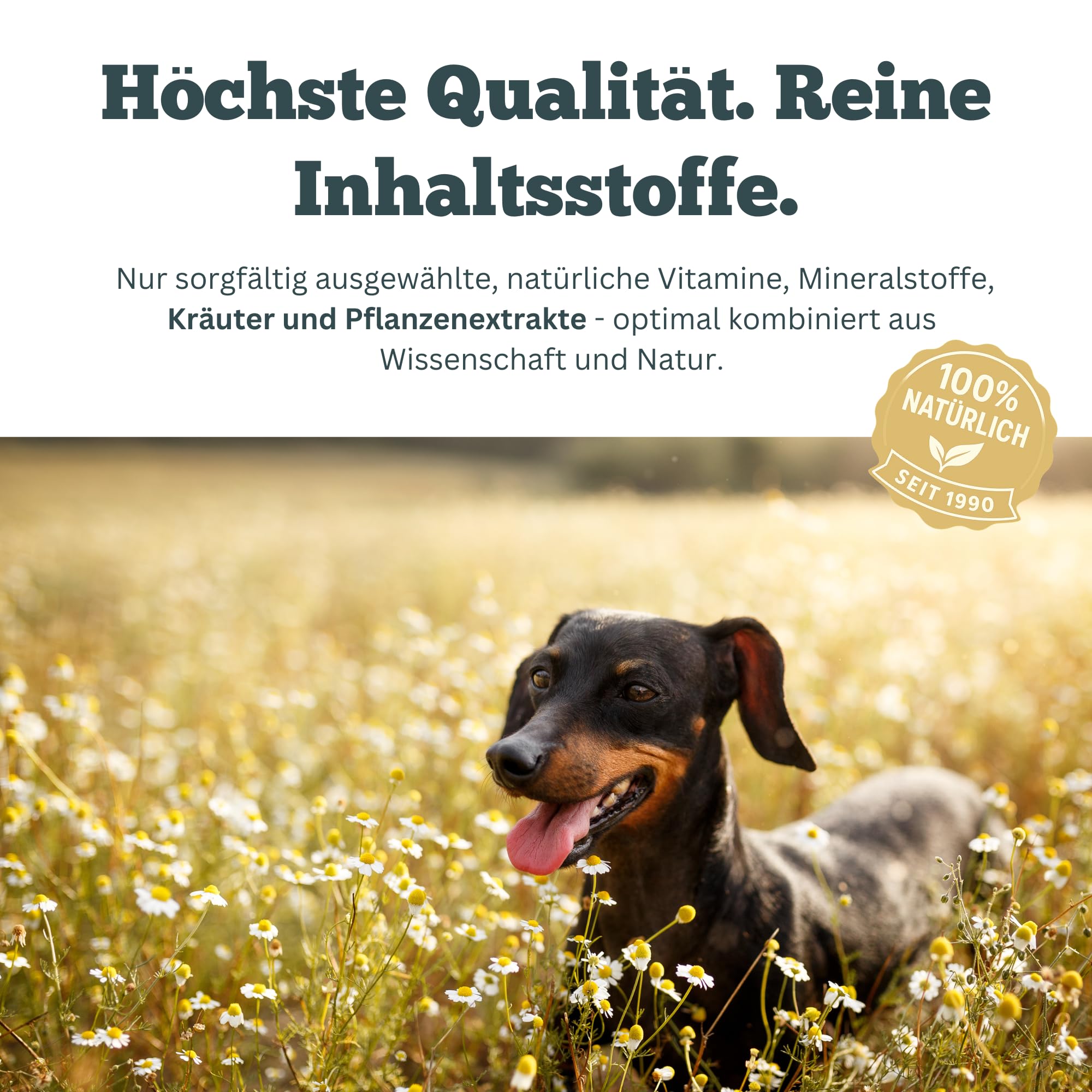 Omniderma - Juckreiz Tabletten bei Haut- & Fellproblemen Katzen, Kleine Hunde, Meerschweinchen & Kaninchen - Natürliche Kräuterformel bei Ekzem & Hautirritationen - 90 Tabletten à 250 mg