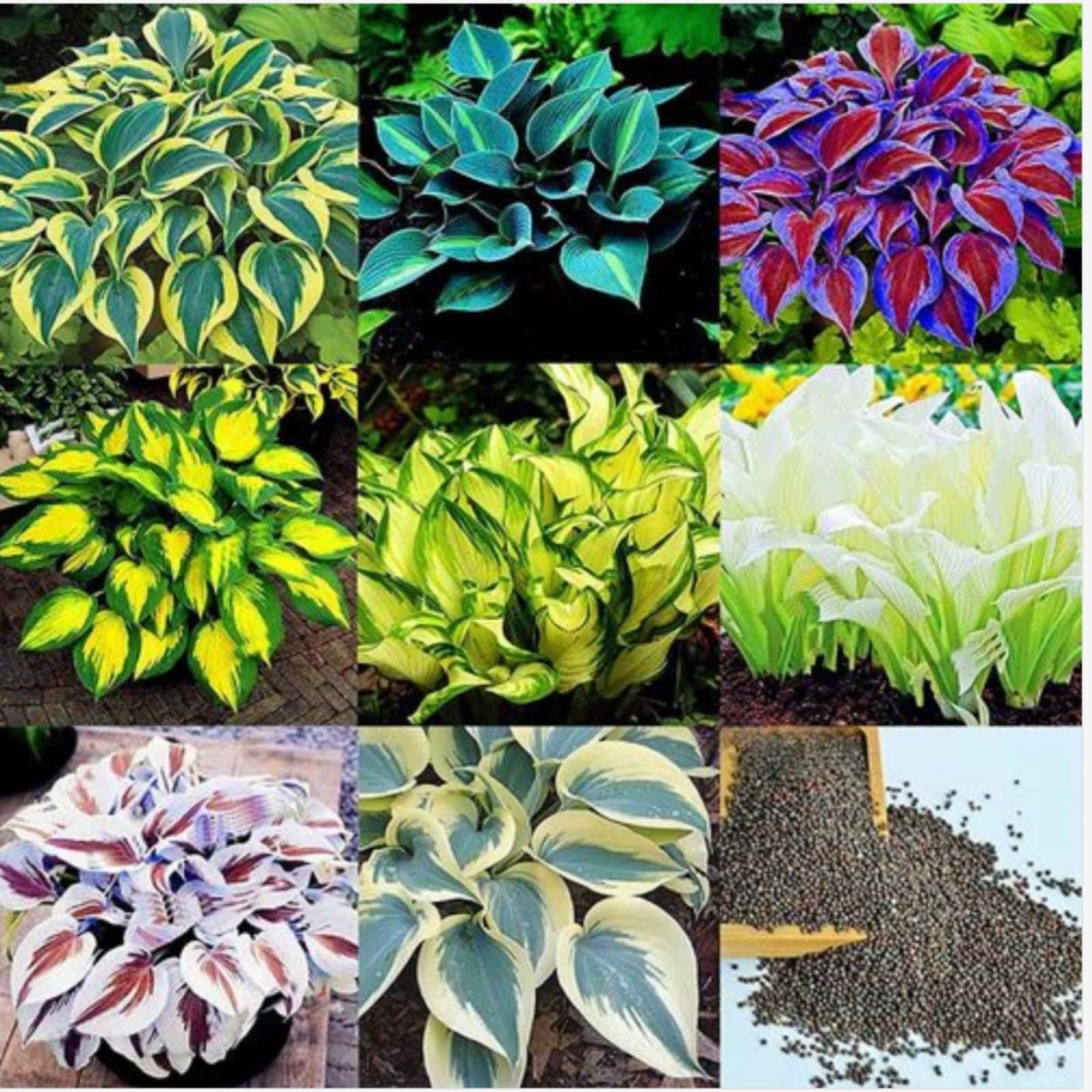 Hosta Plants for Sale, Ornamental Flowers, Wedding Flowers, Hosta Bulbs Live, Easy Plant, Hardy Perennial, Bulbs Mix, 15bulbs-c