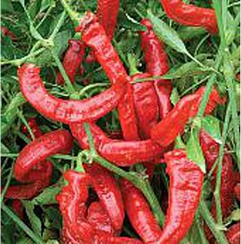 Jimmy Nardello Pepper Seeds
