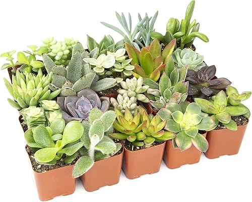 Miniatura 7 de Plants for Pets Plantas de interior fáciles de cultivar (paquete de 12) y plantas suculentas vivas Altman (paquete de 20) - Plantas de interior en