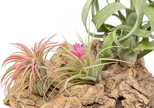 Miniatura 2 de Air Plant Shop Exhibición mediana de corteza de corcho de mesa con 3 plantas de aire Tillandsia - Venta al por mayor y a granel - Suculentas -