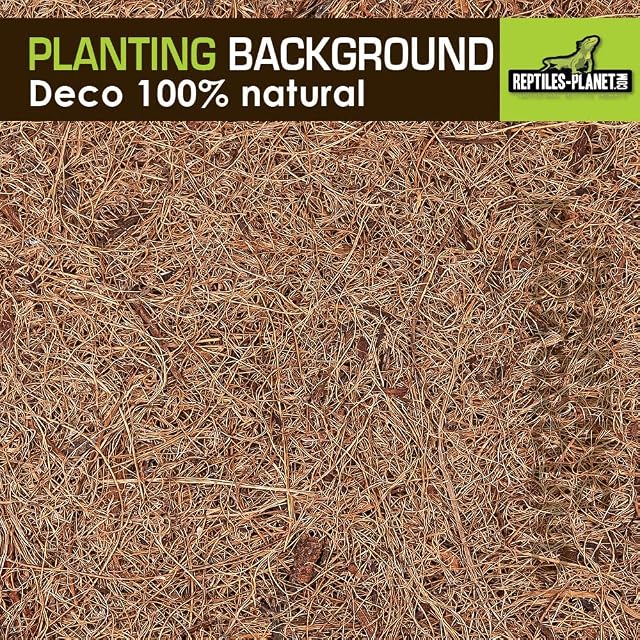 Foto 3 de 8 de Reptiles Planet - Imagen de Fondo de Coco para terrarios para Planter 30 x 30 x 1 cm