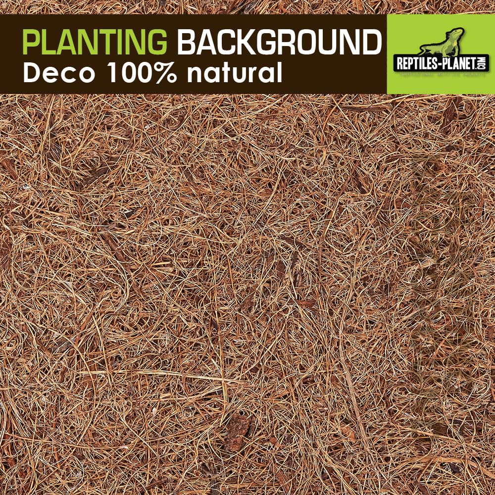 Reptiles Planet – Imagen de Fondo de Coco para terrarios para Planter 30 x 30 x 1 cm